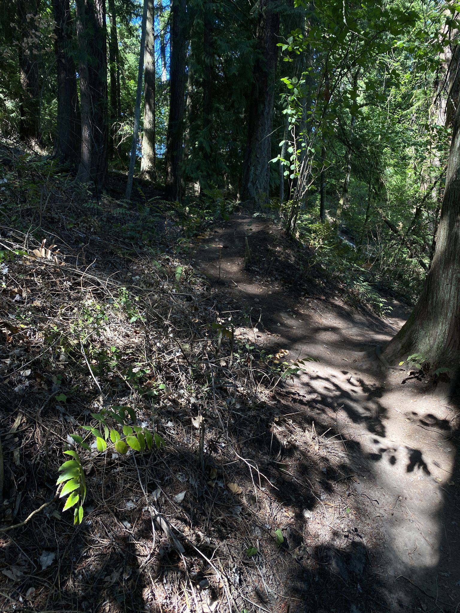 A sun-dappled dirt path winds uphill through a dense, green forest. - Johnson Creek Trail and Cedar Mill Creek Greenway