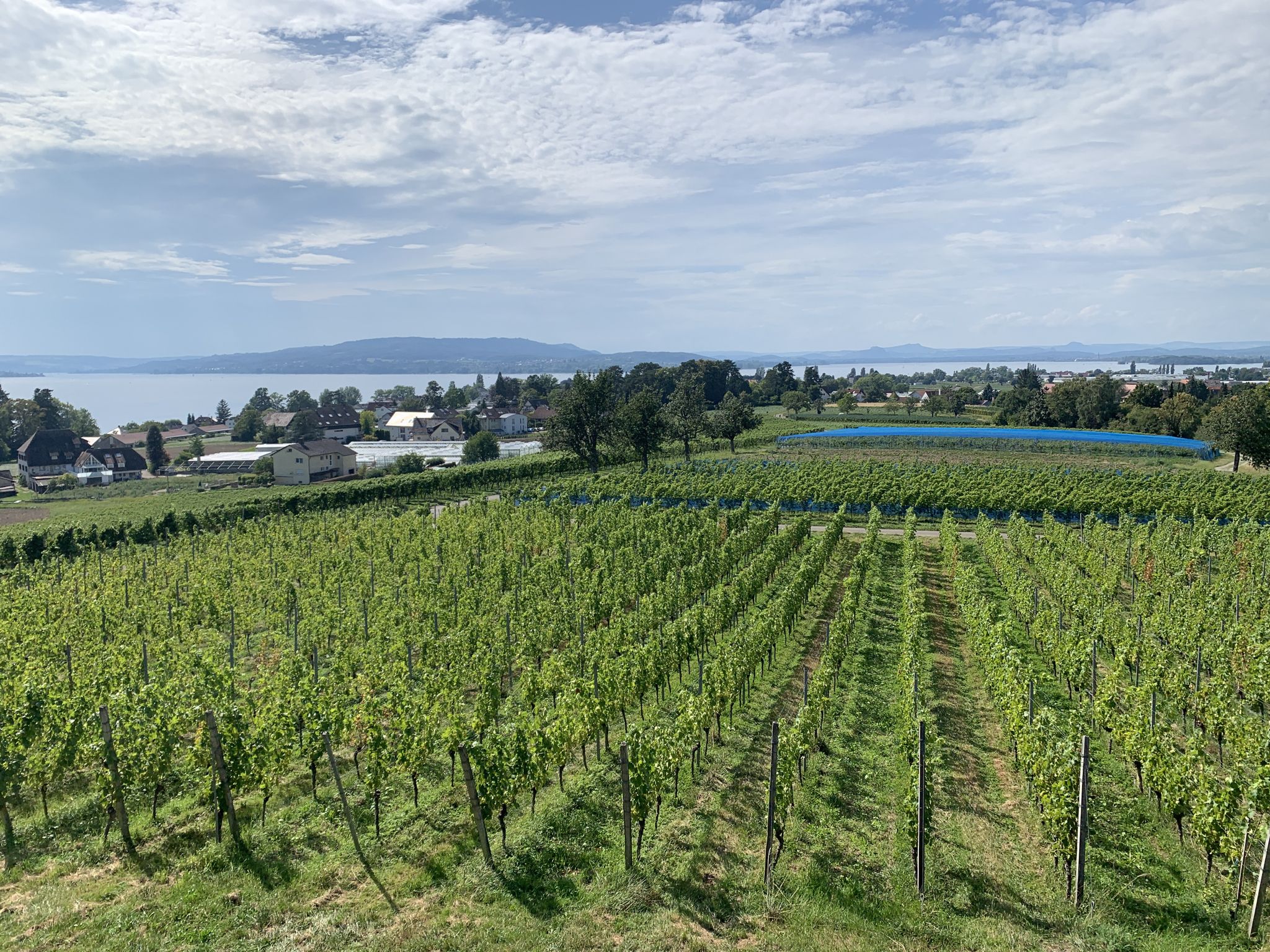 Weinreben am Hochwart