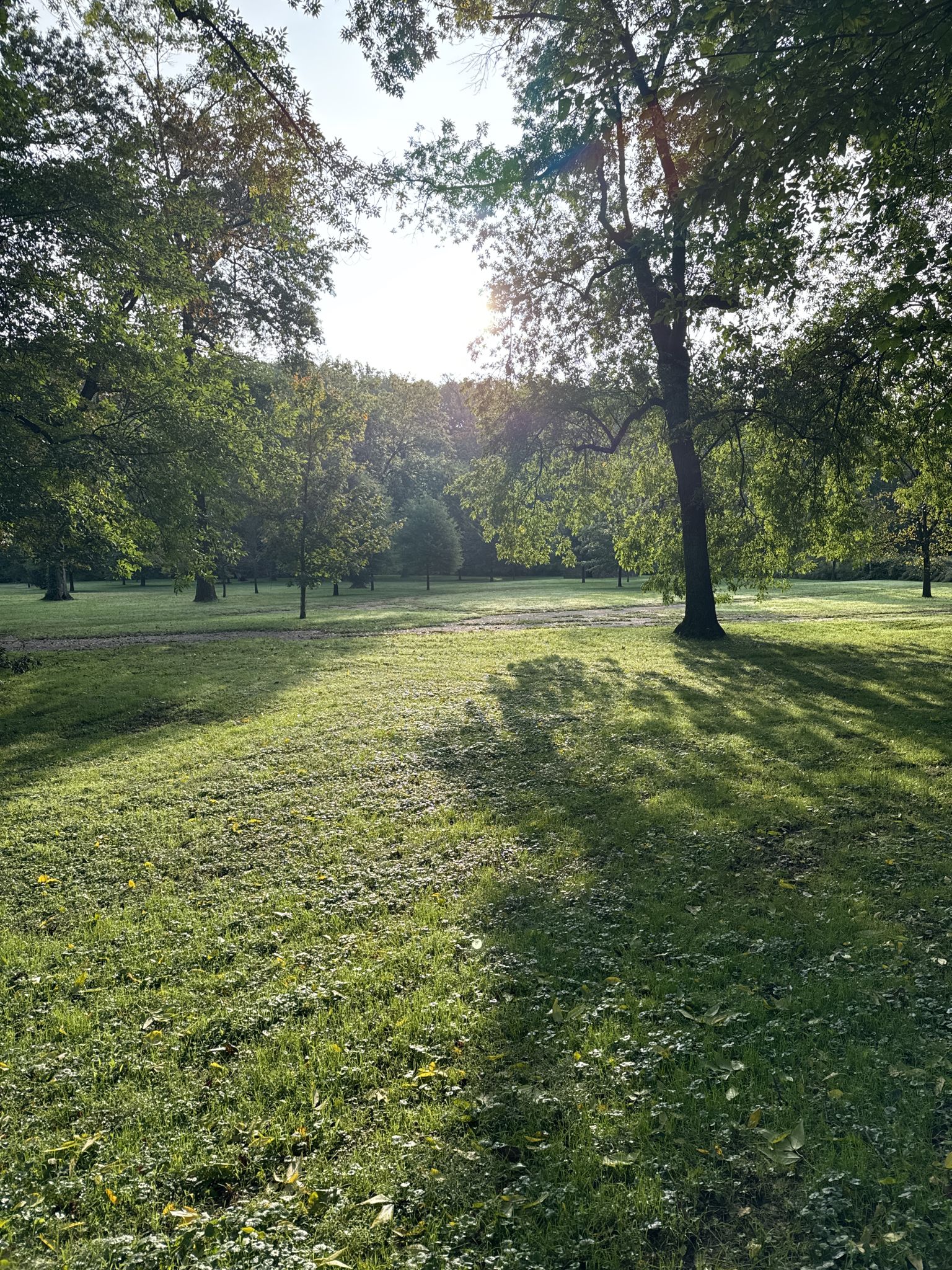 Sunlight shines through trees onto a large, grassy field with long shadows. - Knight’s Bridge loop from Fox Chase