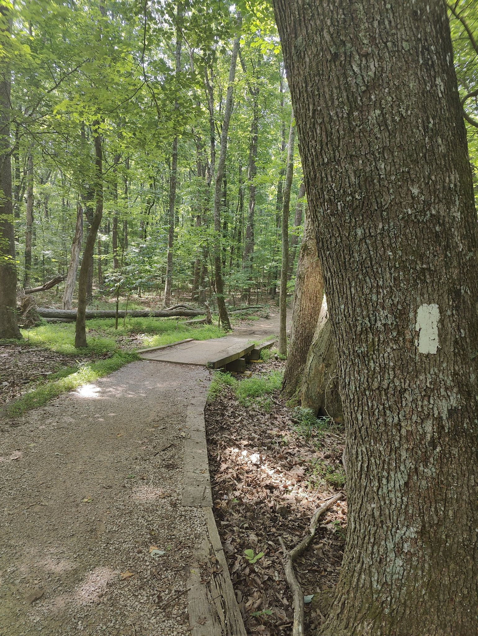 A dirt path and boardwalk wind through a sun-dappled forest with a marked tree. - Monte Sano Fire Tower – Viewpoint loop from Monte Sano State Park