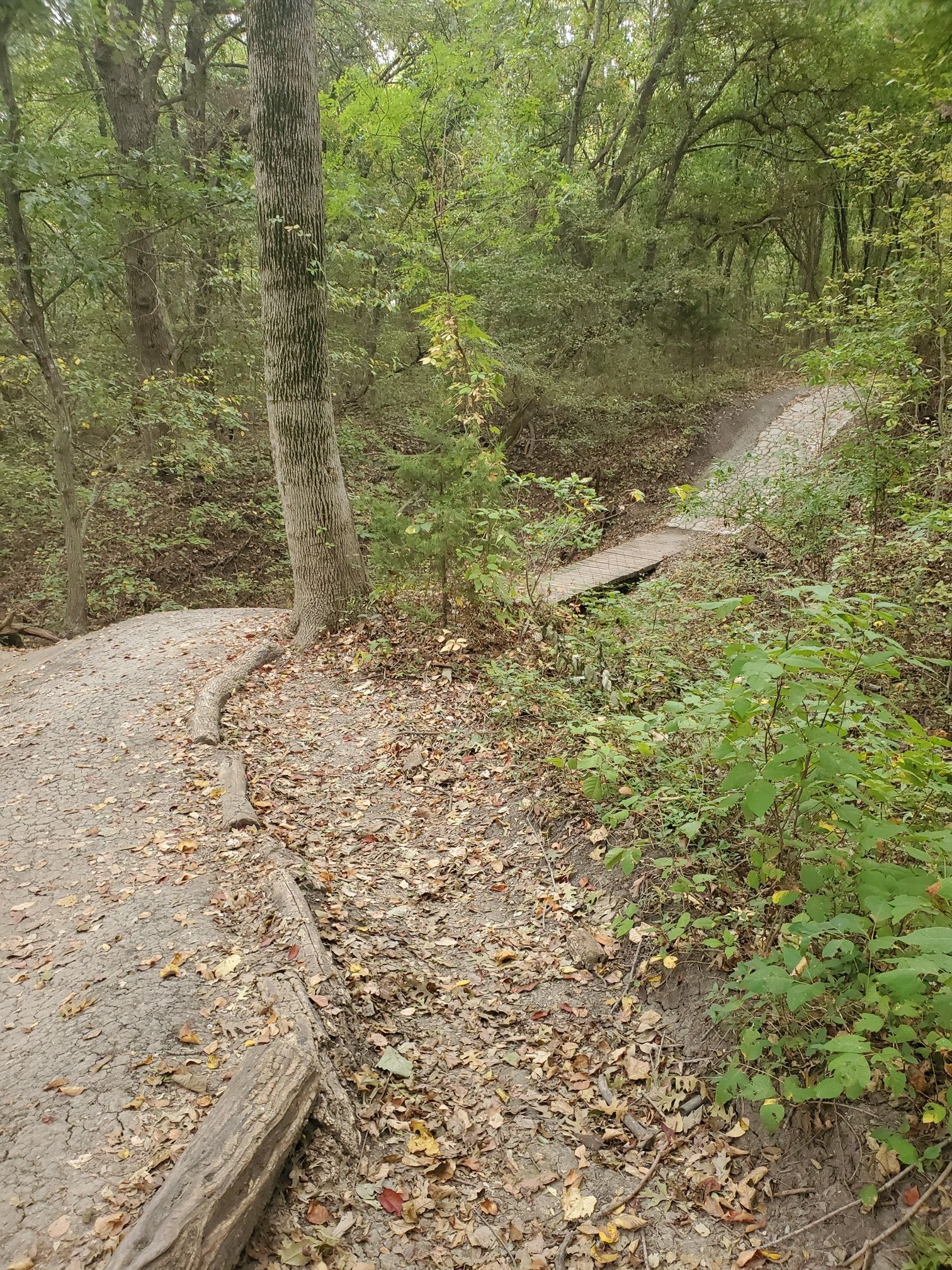 Dirt path curving into a dense forest with a small wooden bridge. - Erwin Park Mountain Bike Drop – Deep Bowl Creek Crossing loop from Erwin Park