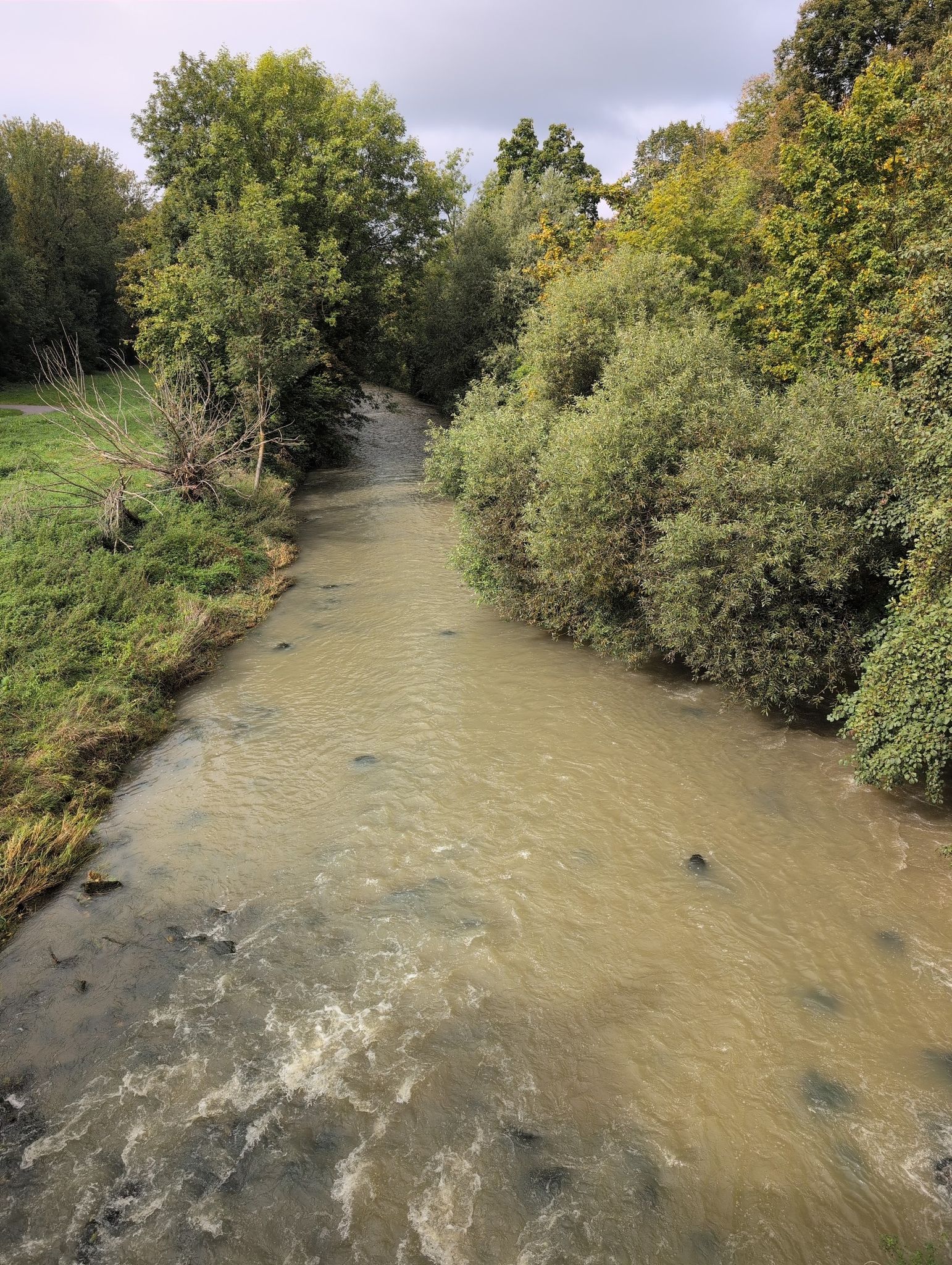 Tauber