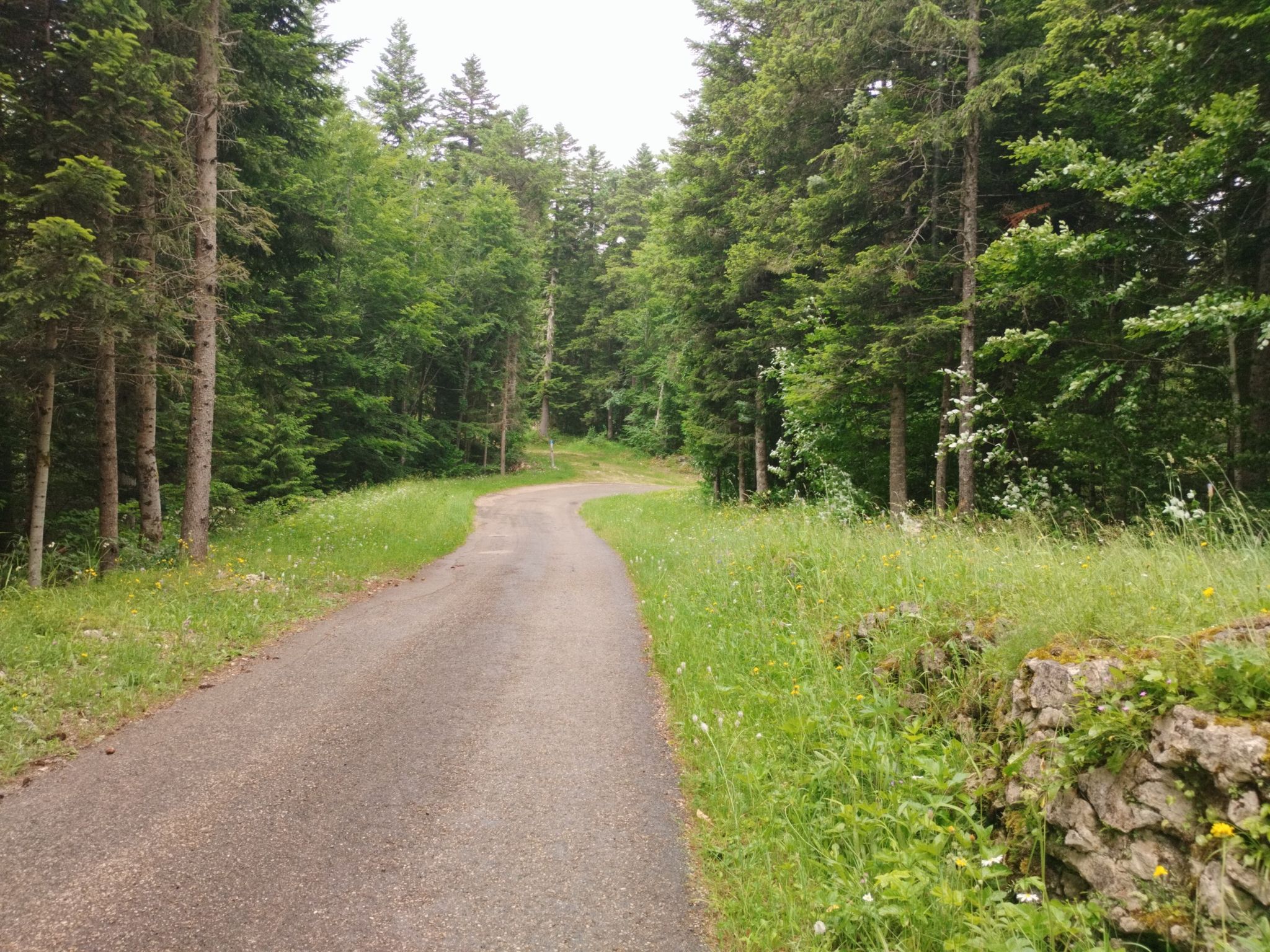 kleine Forststraße, von Malaterre abwärts