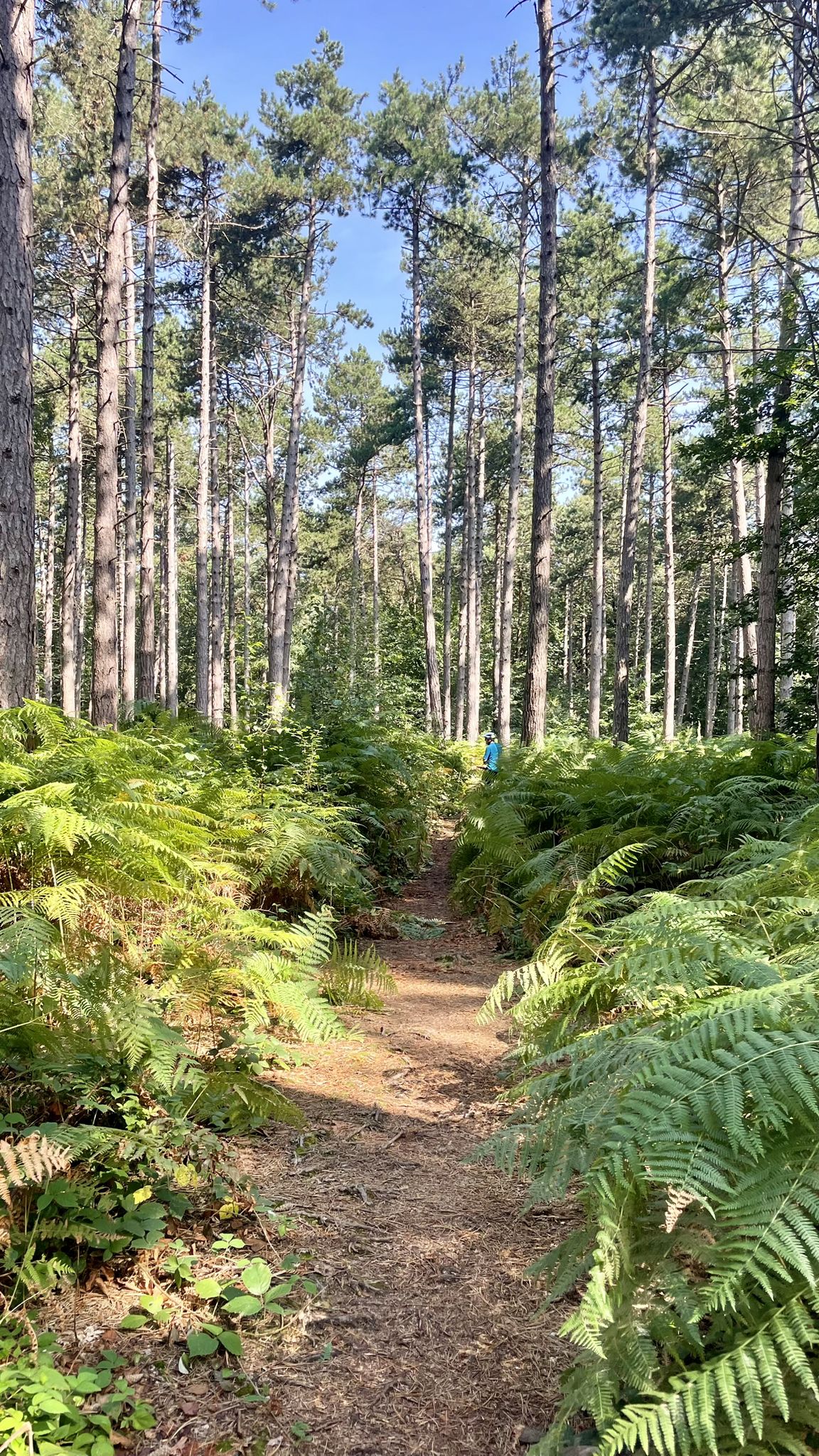 Forêt de Carnelle