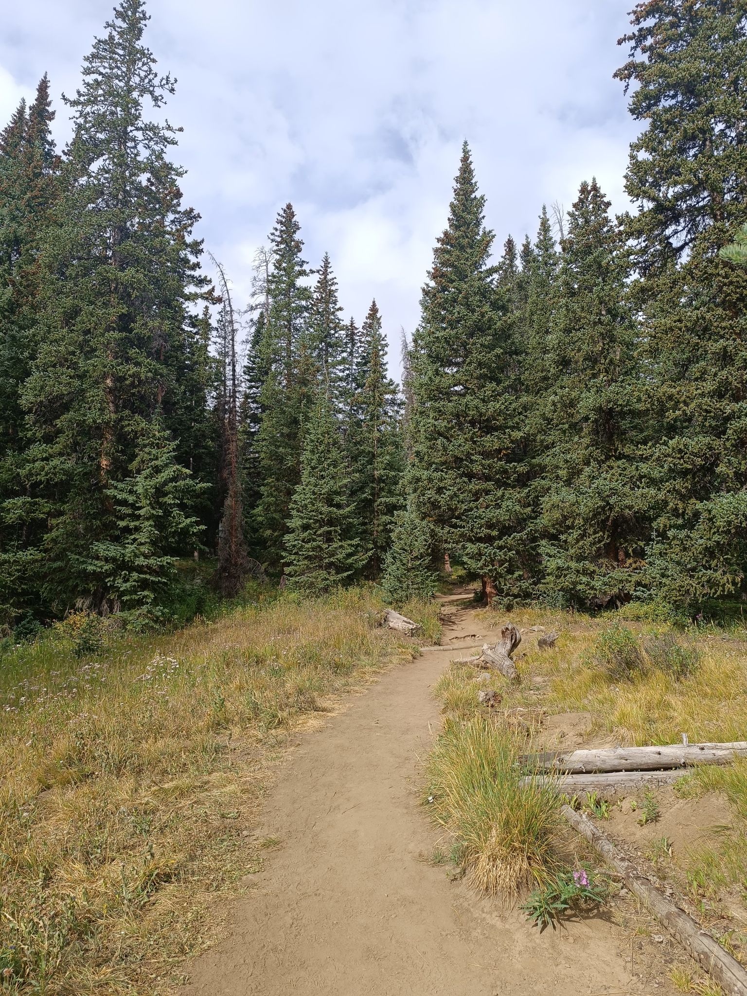 A dirt path winds through a dense evergreen forest under a cloudy sky. - Naylor Lake Road