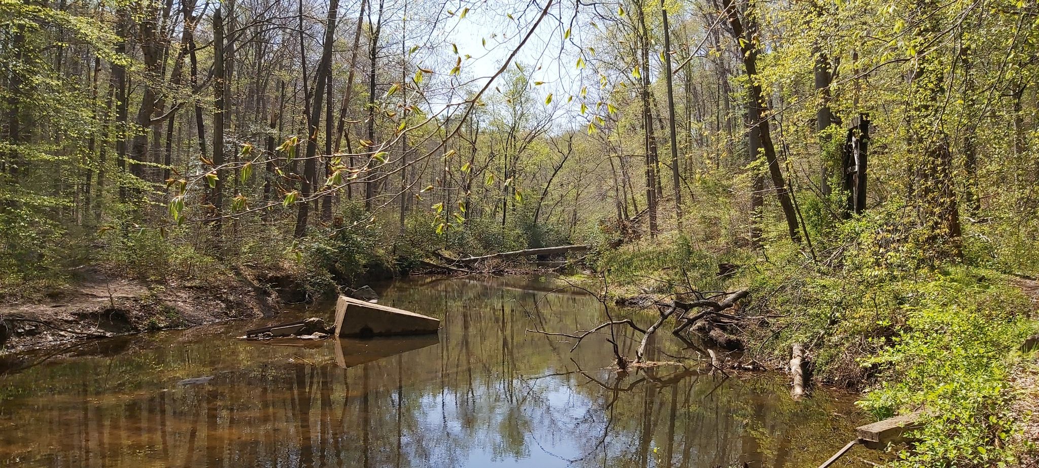 A calm stream flows through a lush forest with fallen trees. Sunny. - South Valley Trail Loop