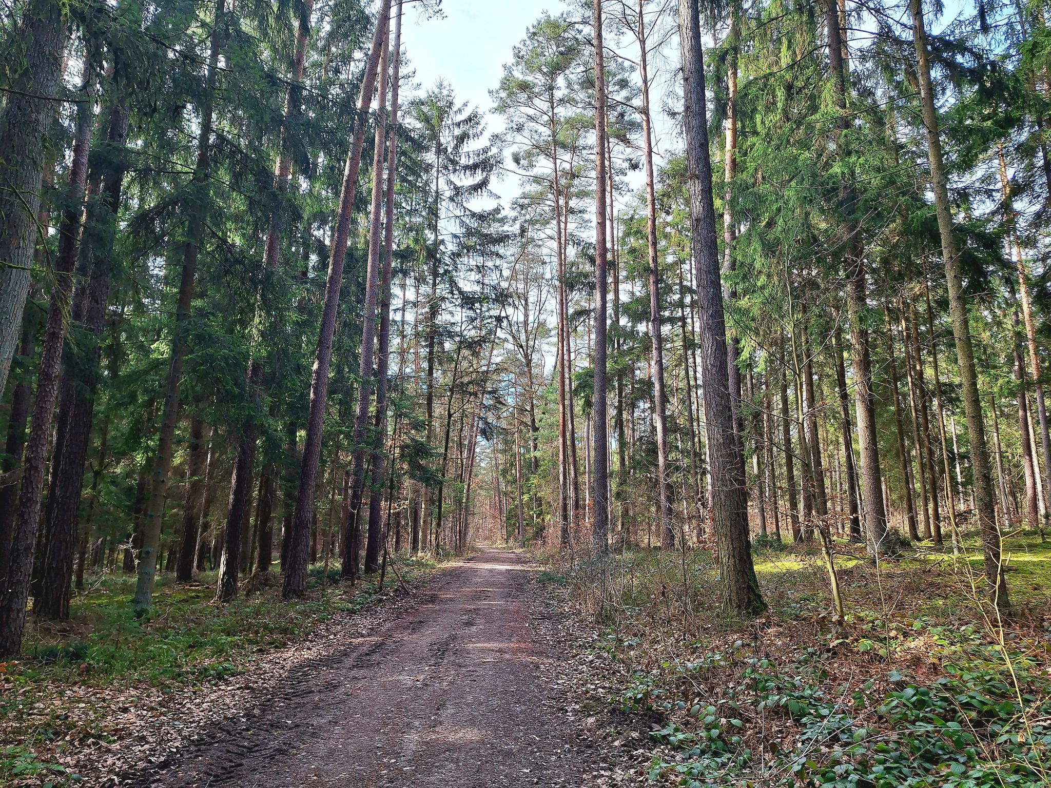 In diesem schönen Waldabschnitt kann man häufig Fuchs, Dachs, Hase und Rehwild beobachten