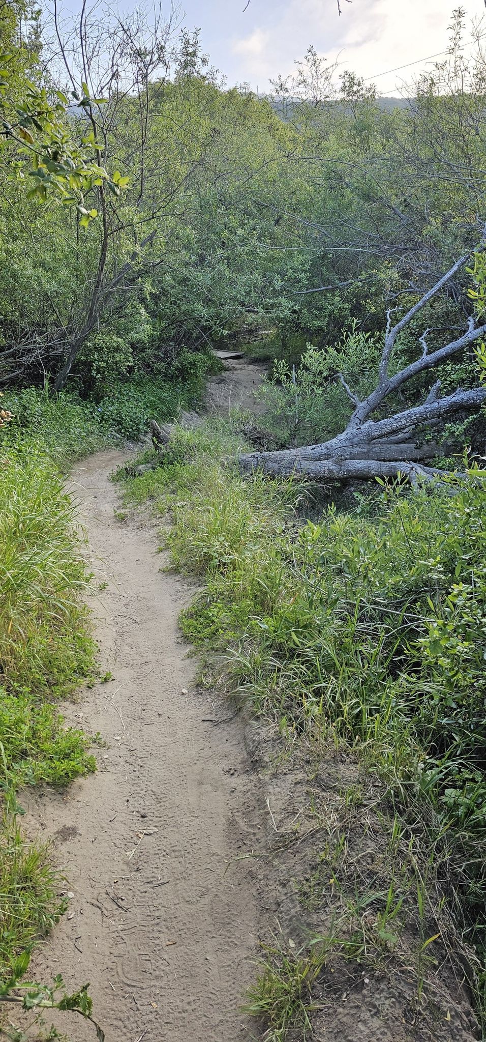 Shaded dirt trail through dense green foliage with a fallen tree. - Rose Canyon Trail loop from Clairemont Drive