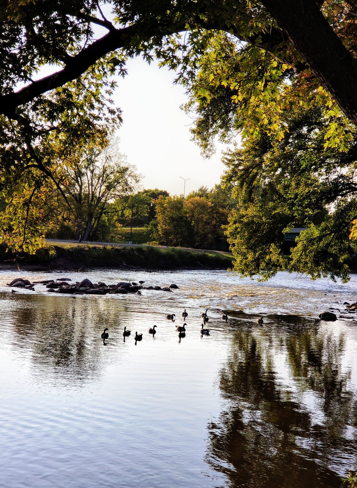 Ducks swim on a river framed by trees under a bright, sunny sky. - Sioux Falls Bike Trail loop from Lincoln High School