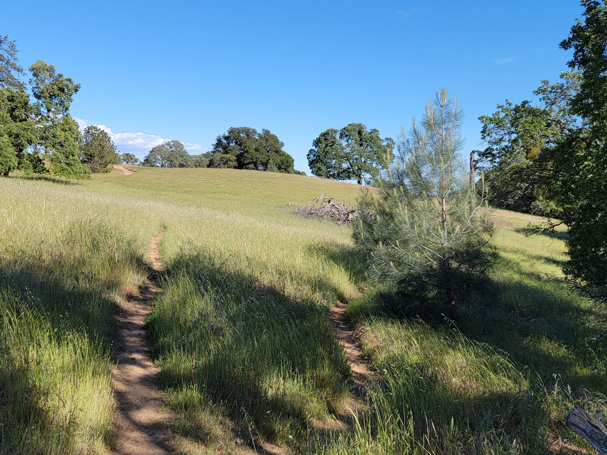 Two dirt paths through a sunny, golden grassy field with scattered trees. - Springs and Forest Trail Loop