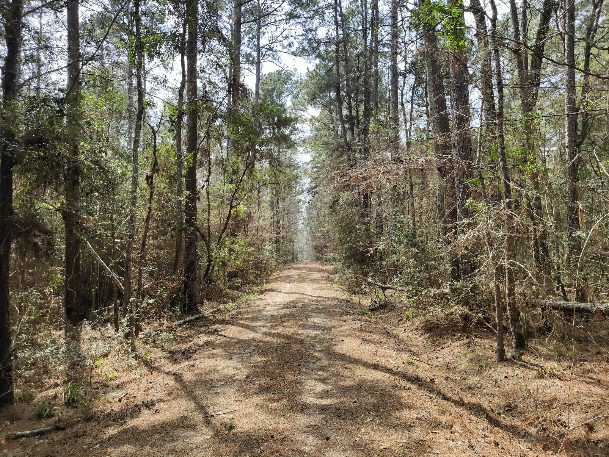 A sun-dappled dirt path stretches through a tall, dense pine forest. - Huntsville State Park loop via the Triple C Trail