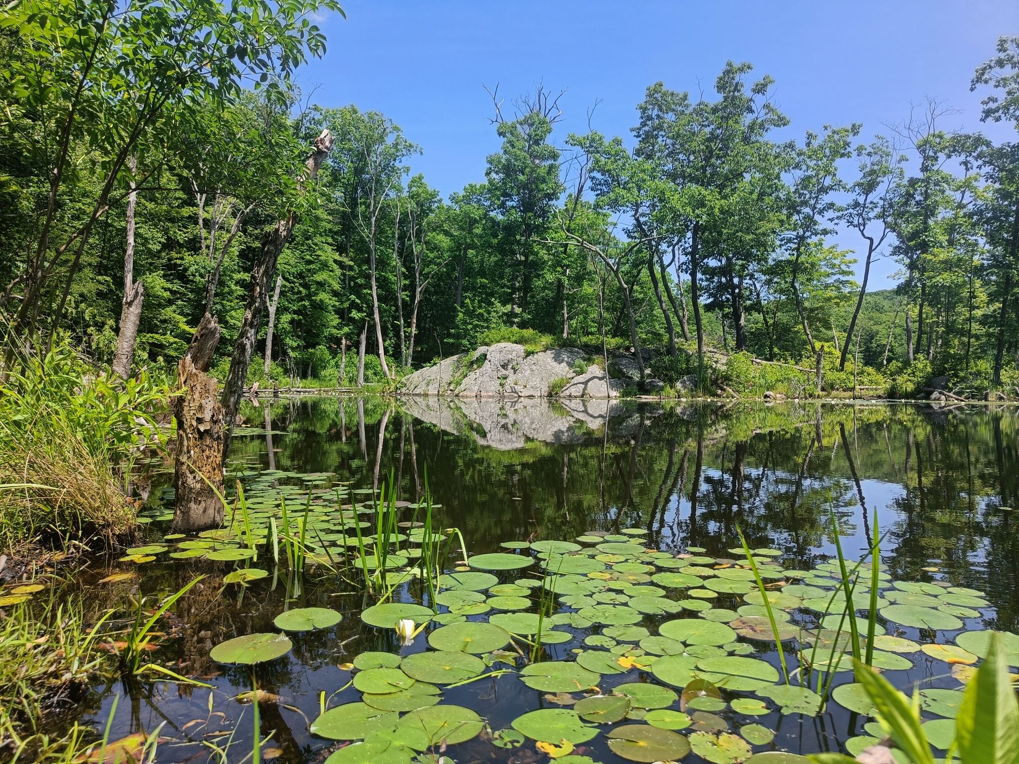 Calm pond with lily pads reflecting green trees and a rocky outcrop. - Red Loop Trail