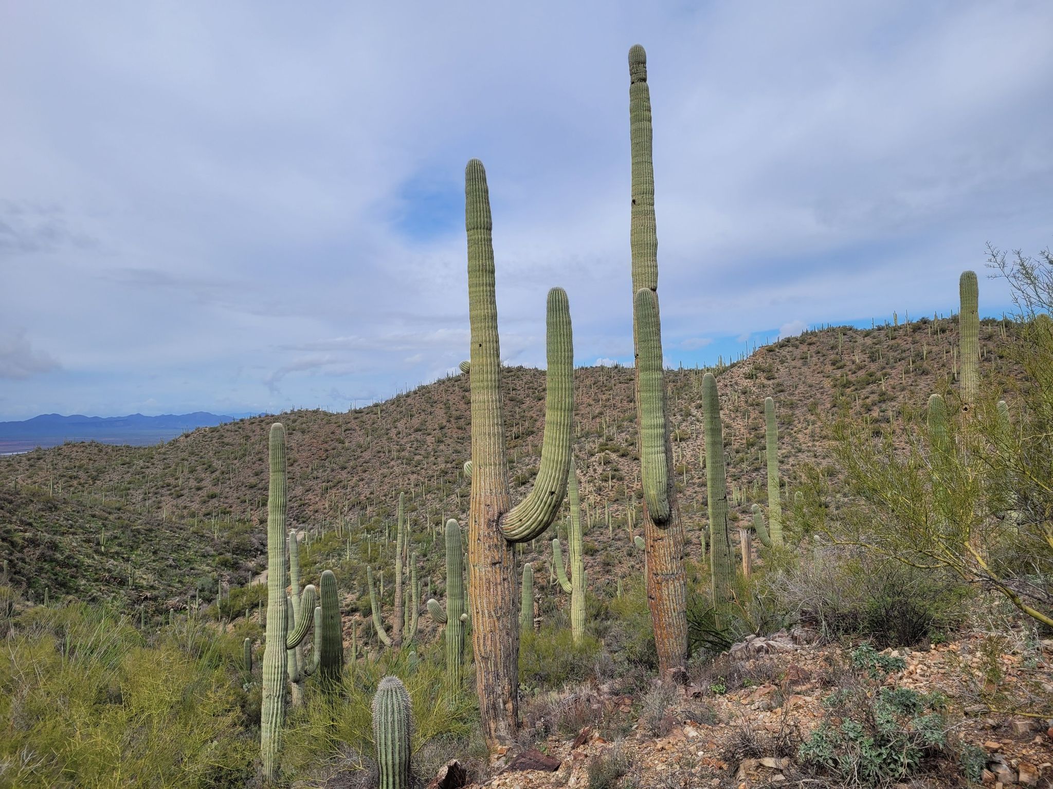 Several large saguaro cacti in a desert landscape with distant hills. - Sweetwater Trail to Arizona-Sonora Desert Museum