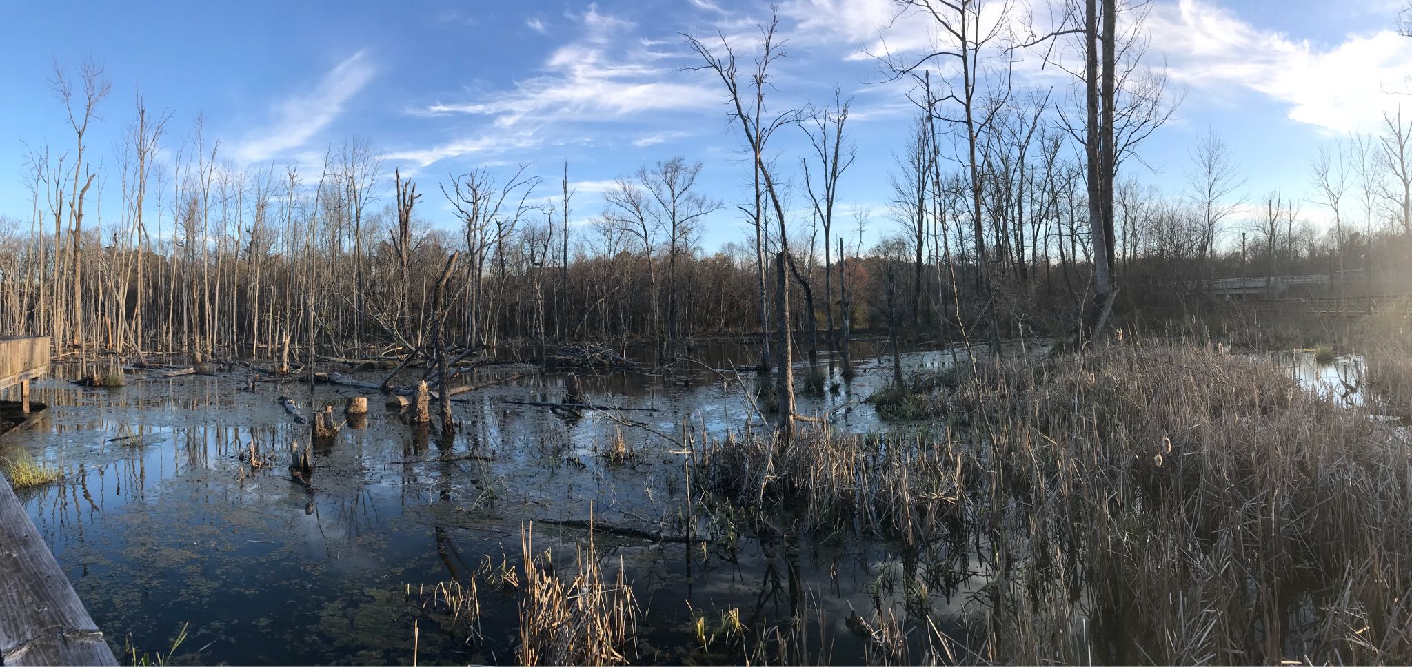 Panoramic view of a wetland with bare trees under a bright, cloudy sky. - Bench for a break – White Oak Creek Wetlands loop from Panther Creek High School