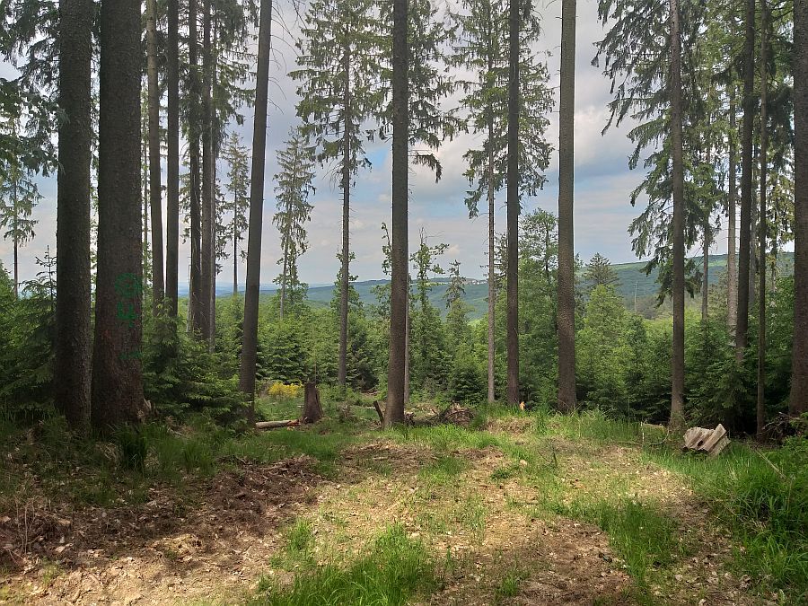 ...und bis nach Ahlersbach rüber.
