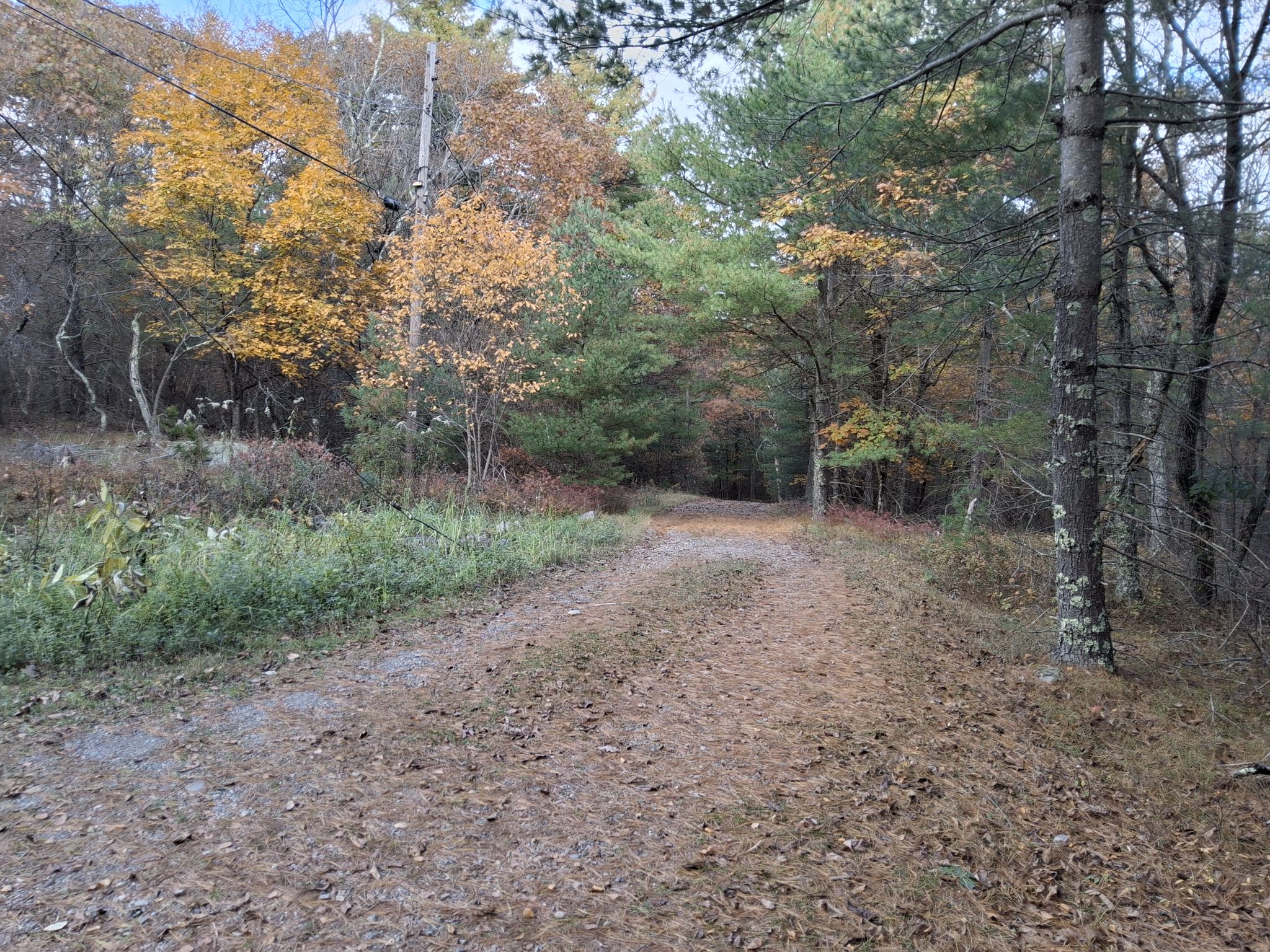 A dirt path covered in pine needles, surrounded by autumn trees. - Moose Hill and Hobbs Hill Loop