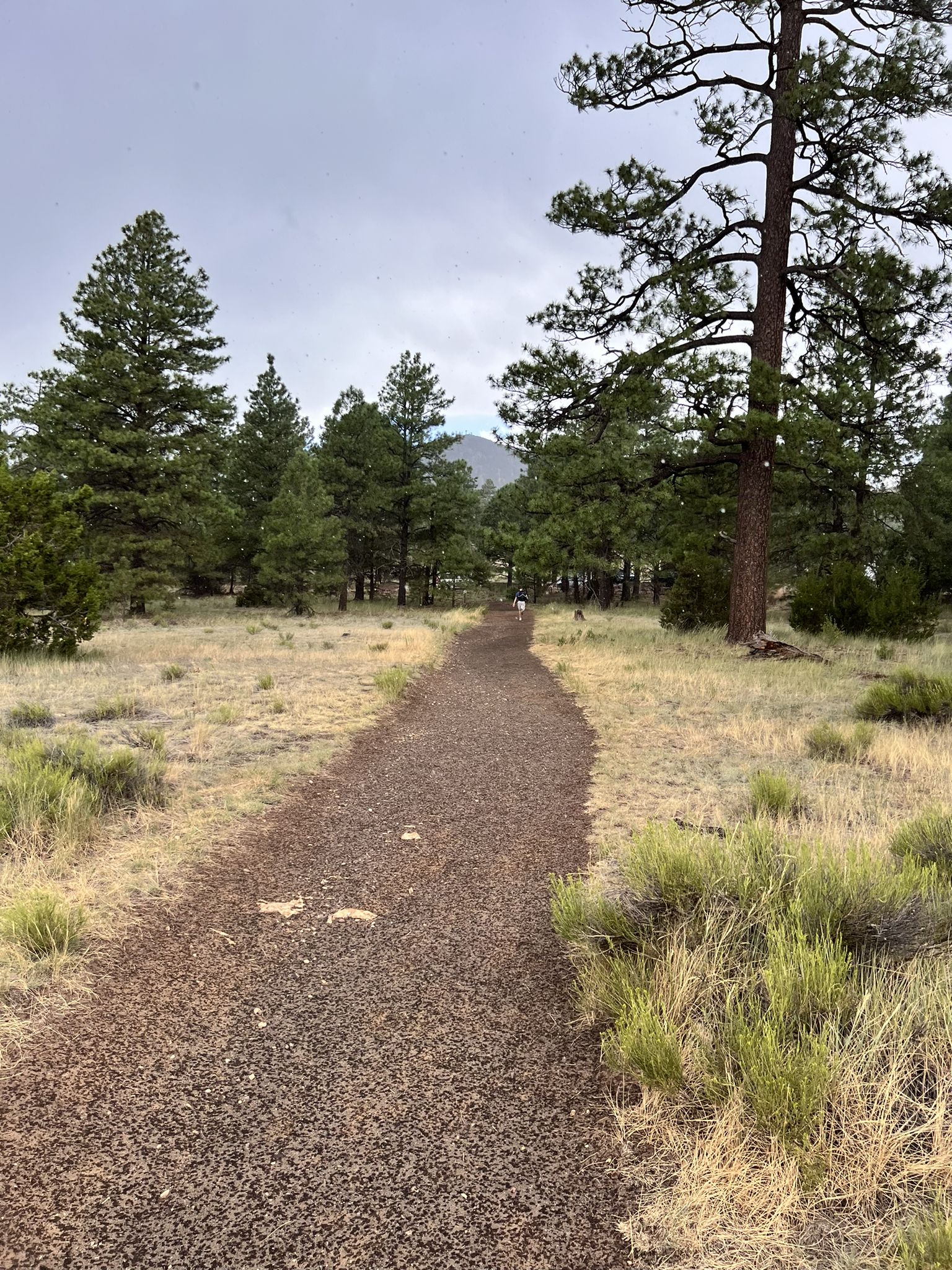 Gravel path leading through a grassy forest under an overcast sky. - Tom Moody Loop Trail
