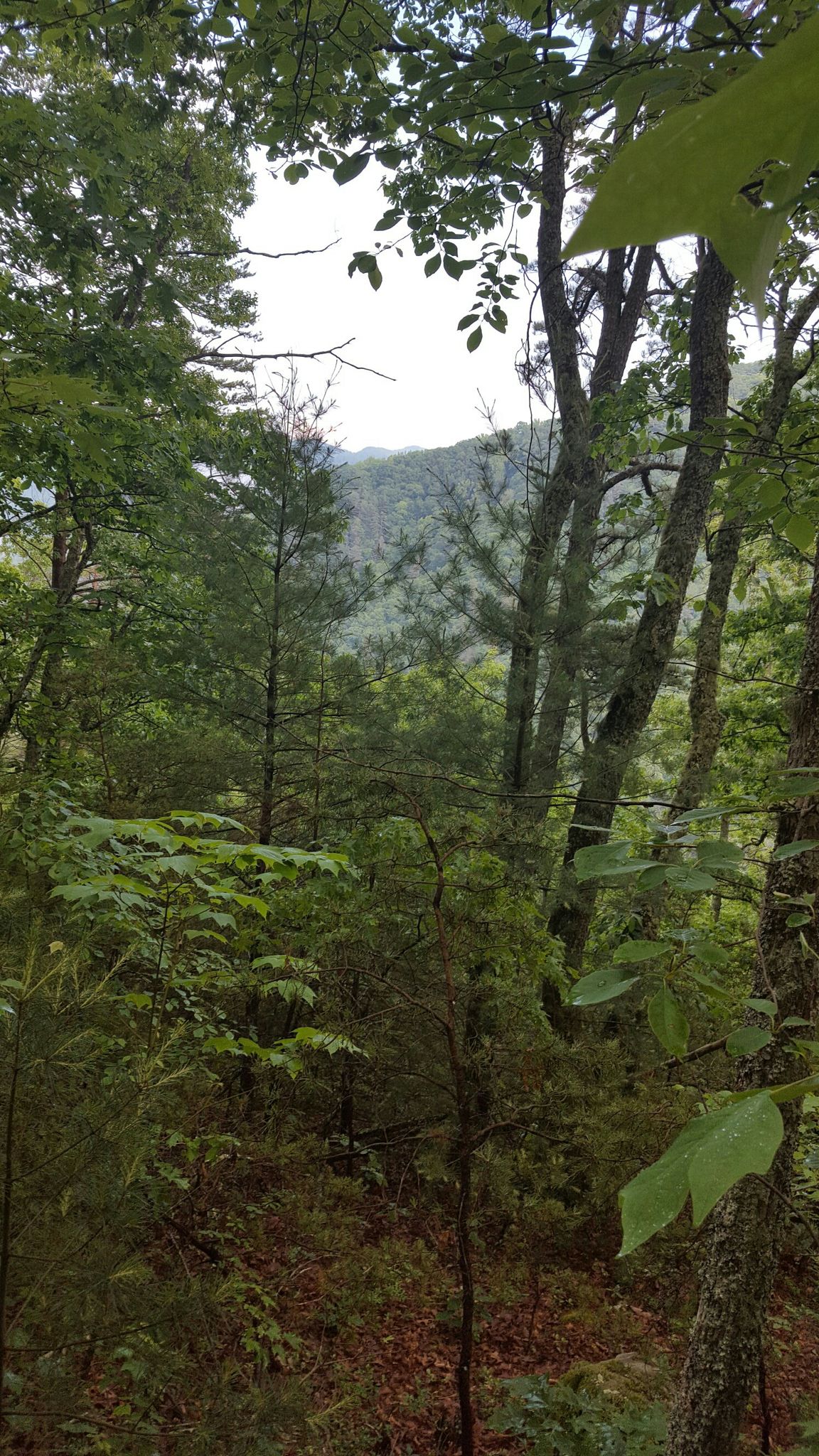 Lush green trees frame a view of forested mountains on an overcast day. - Appalachian Trail: Garenflo Gap to Hot Springs