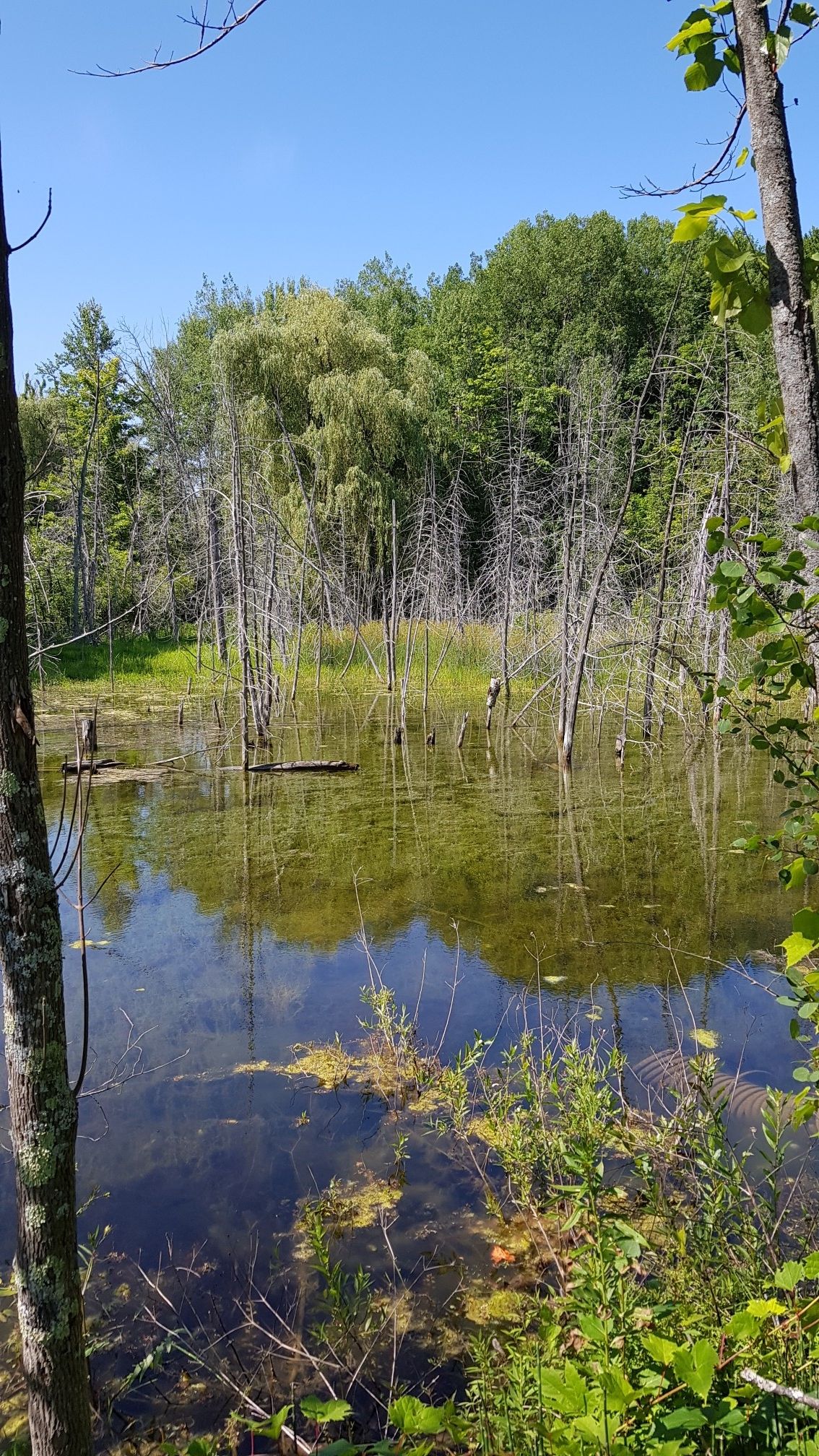 Sunny view of a swampy forest with many dead trees standing in water. - Betsie Valley Trail