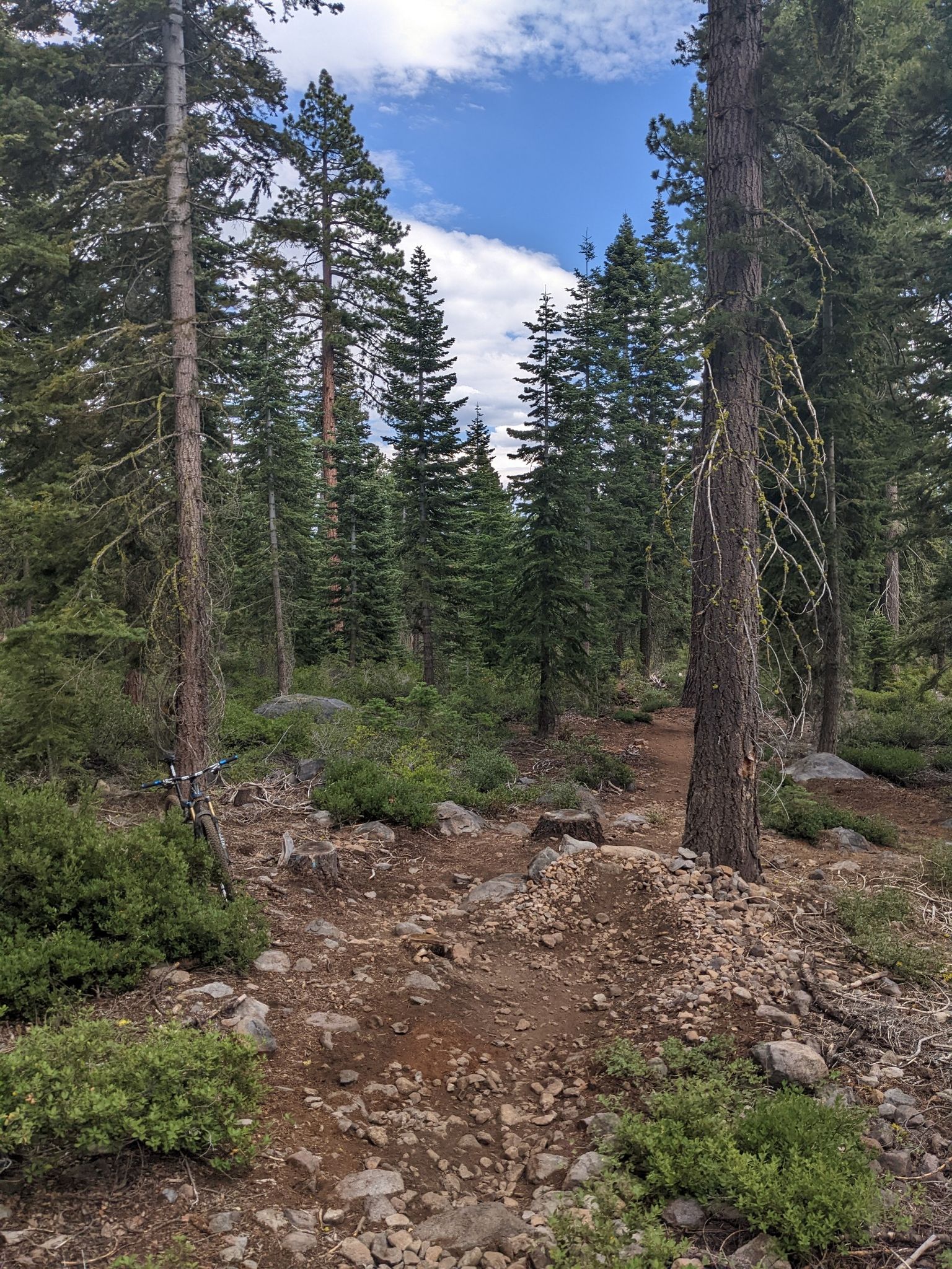 Rocky dirt path winding through a dense pine forest under a cloudy sky. - Tahoe Rim Trail – Upper Hello Kitty Trail loop from Tahoe Vista