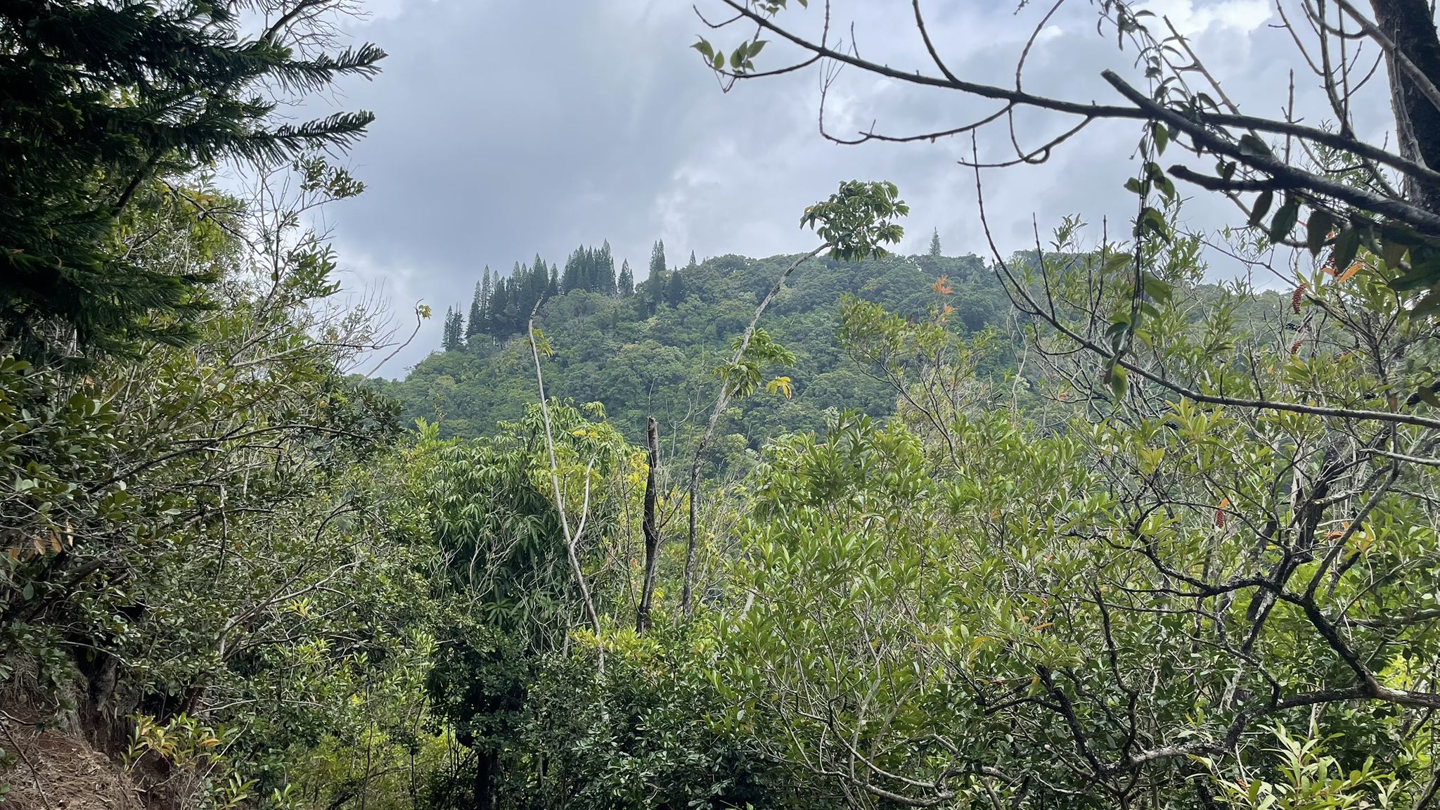 Green forested hillside under a cloudy sky, seen through foreground branches. - Makiki Valley Loop Trail