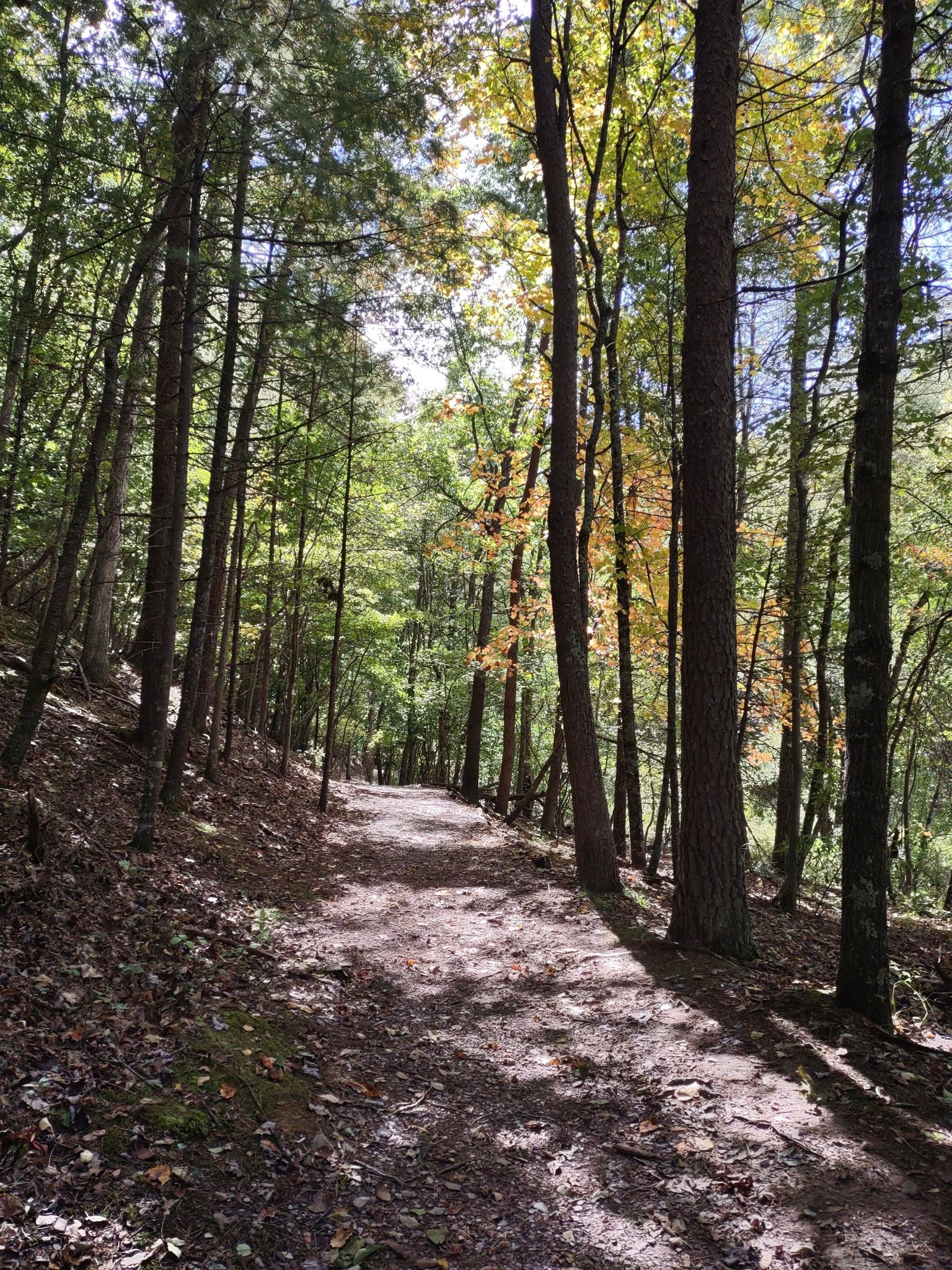 A sun-dappled dirt path winds through a dense forest with tall trees. - H. L. Price Trail