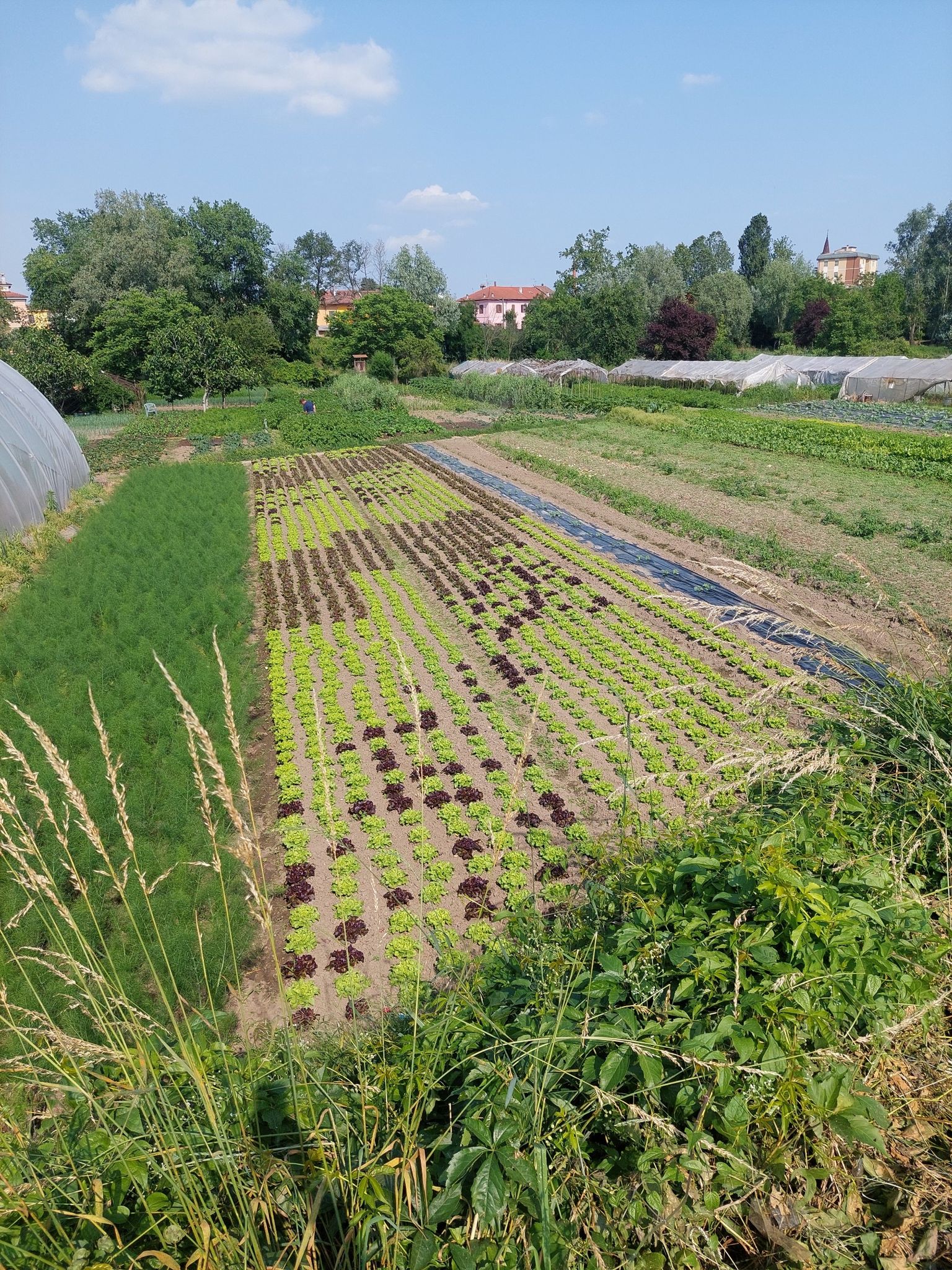 Gli orti dell' ortofrutticola casalina