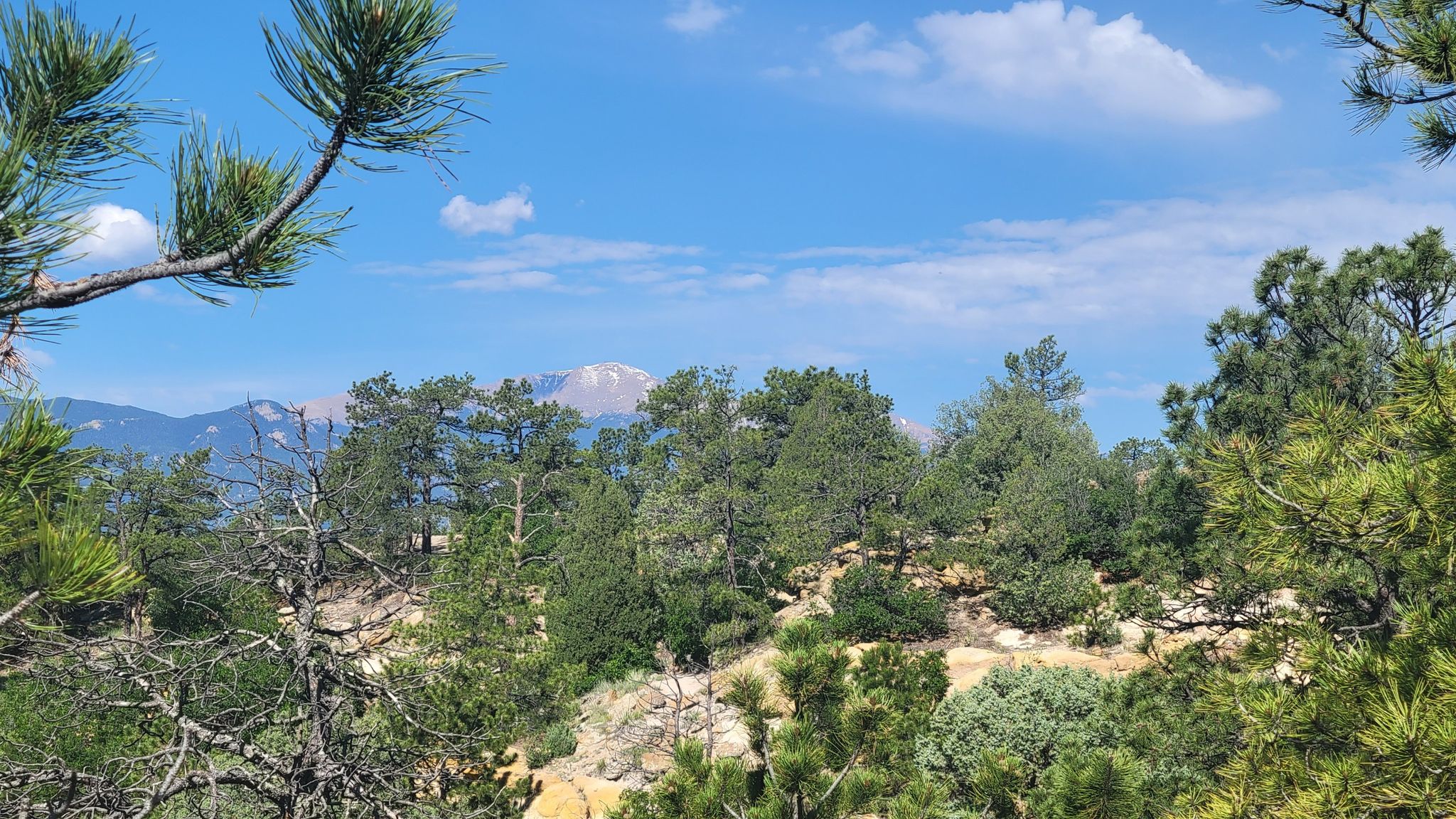 Pine trees frame a distant snow-capped mountain under a bright blue sky. - Templeton and MesaLoop Trail