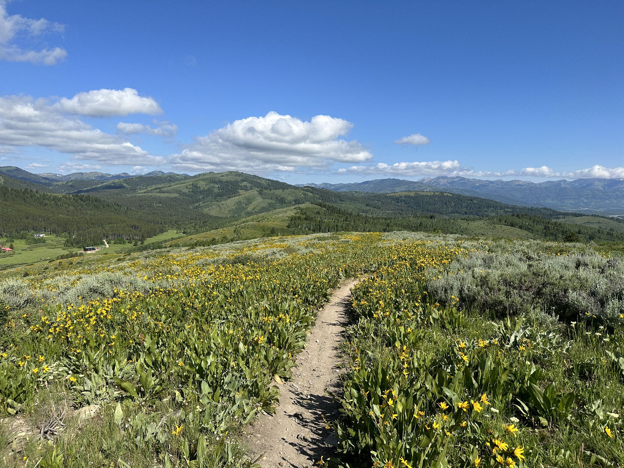 Dirt path through a vibrant field of yellow wildflowers on a sunny day. - Wally World and Tuscany Trail Loop