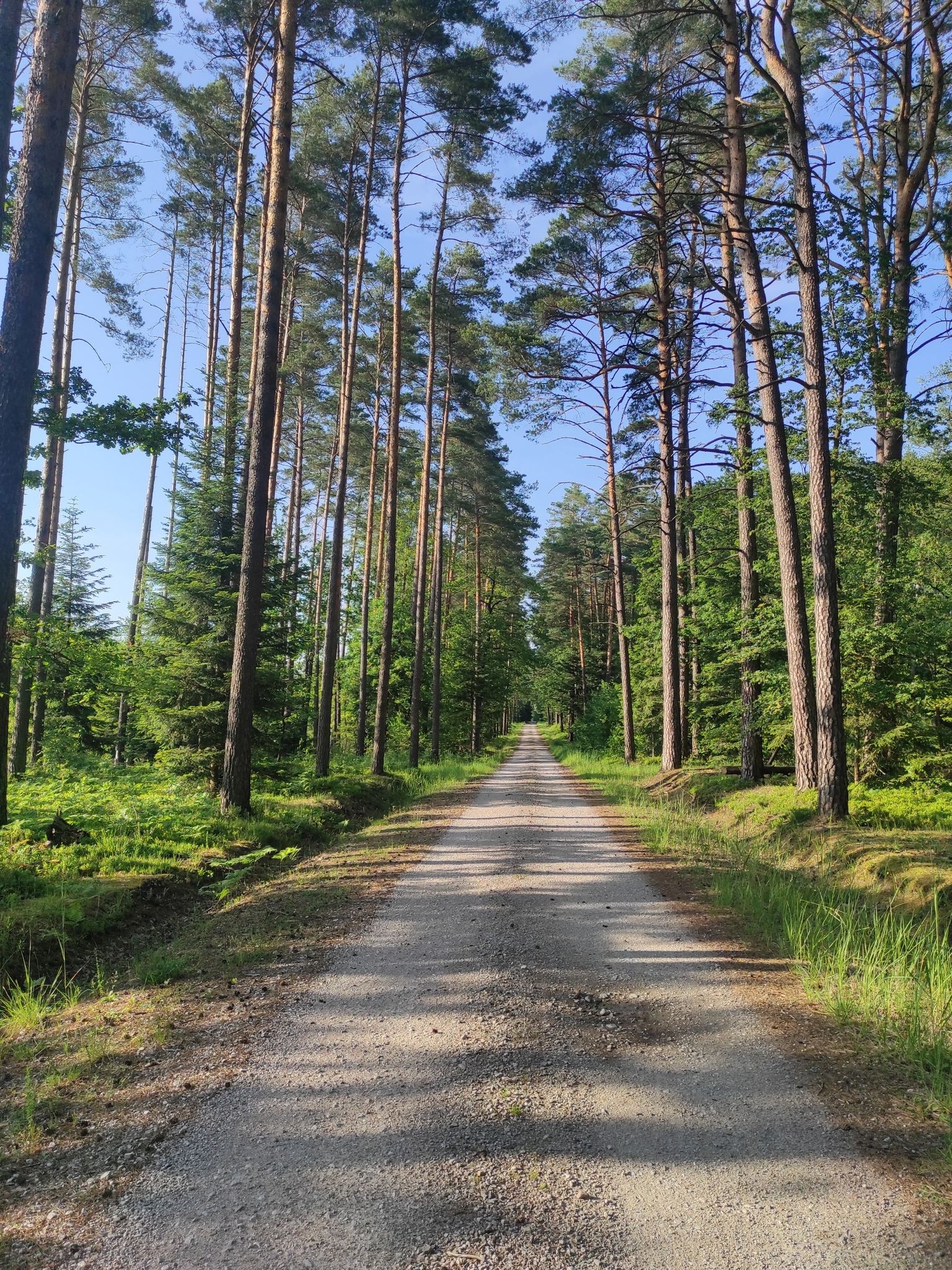 forrest road