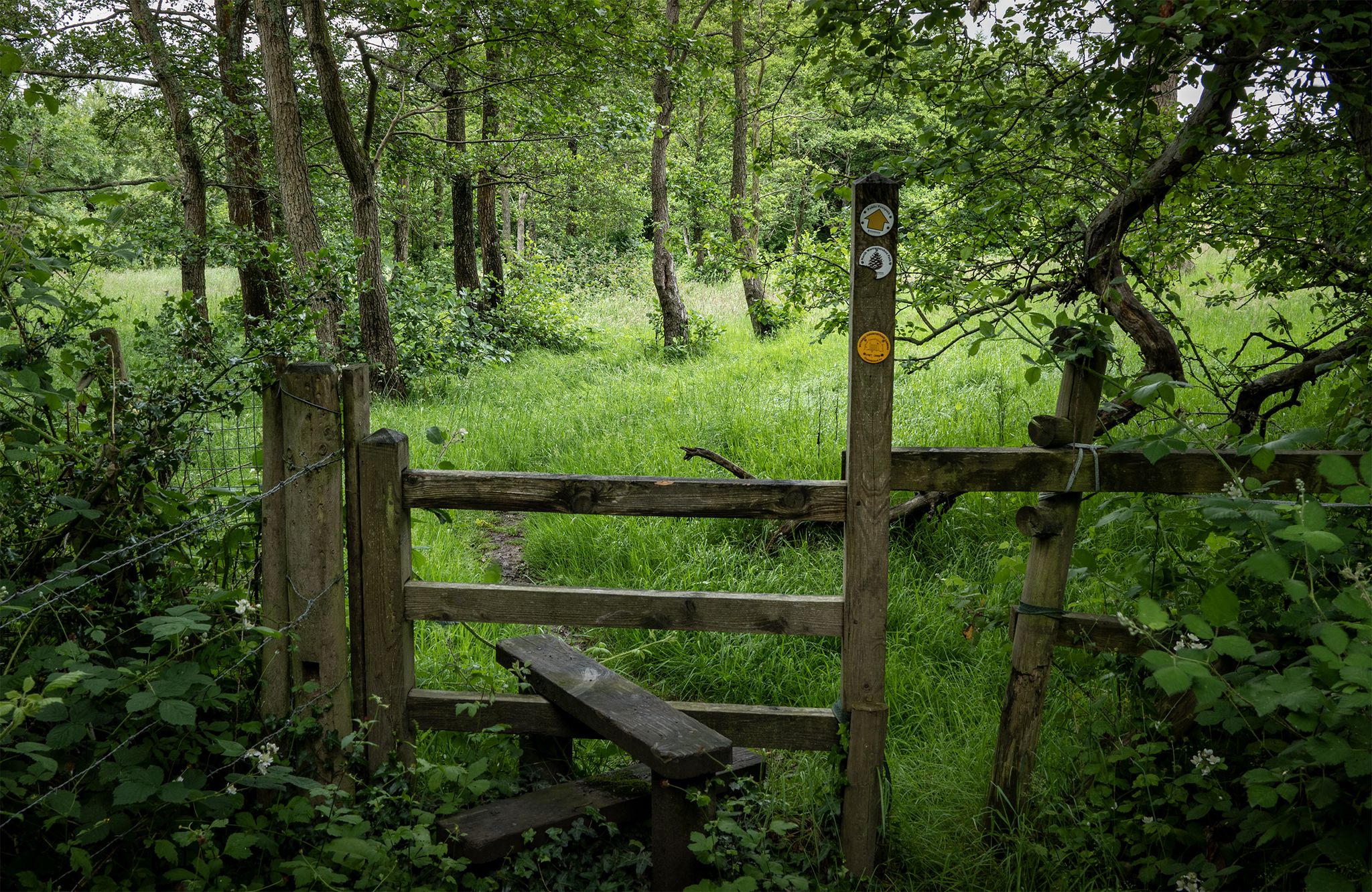Short woodland stretch.