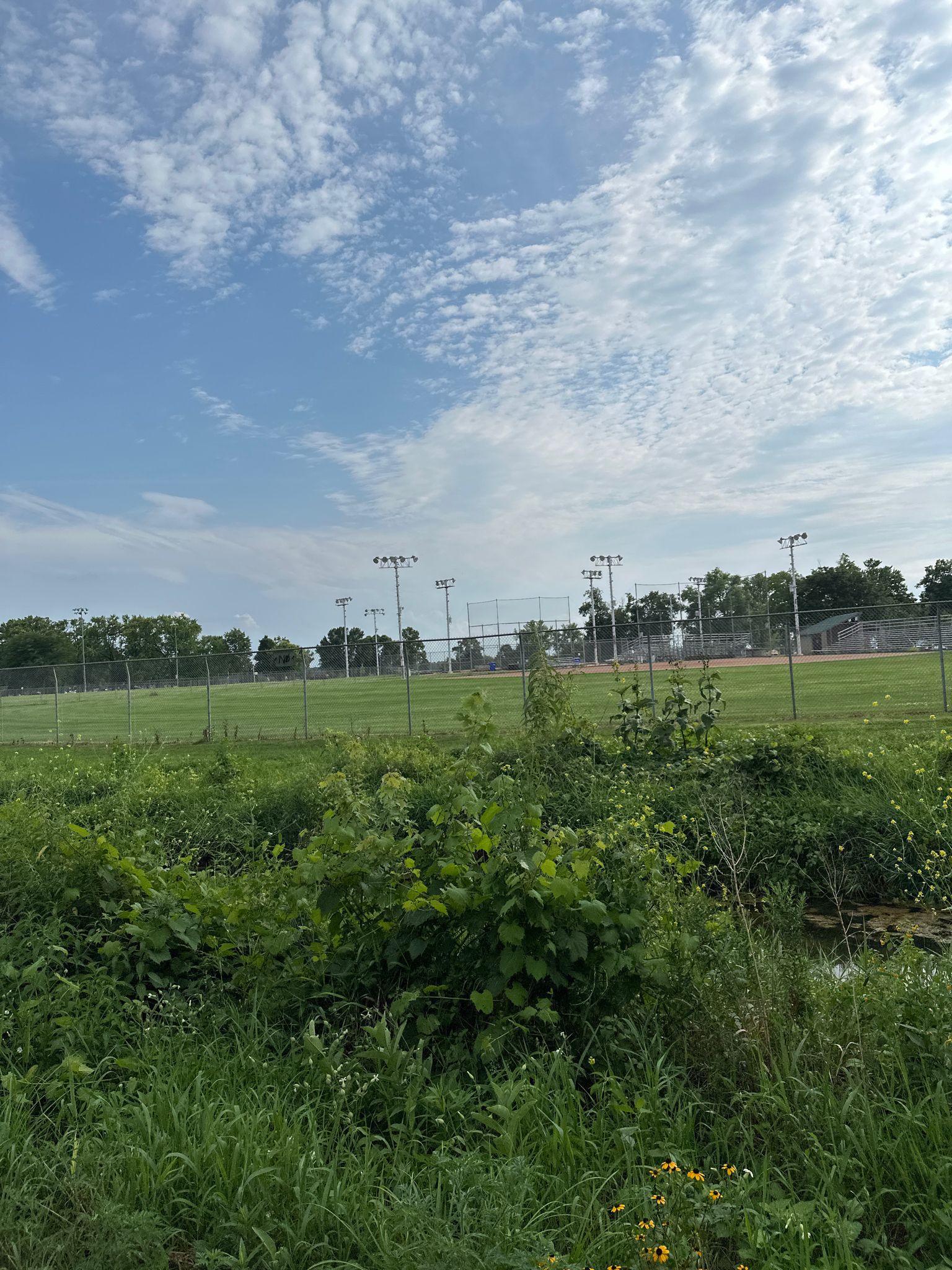 Overgrown green vegetation in front of distant sports fields under a blue sky. - B-Cycle ~ CCT @ Garver Feed – Olin-Turville Park loop from Monona