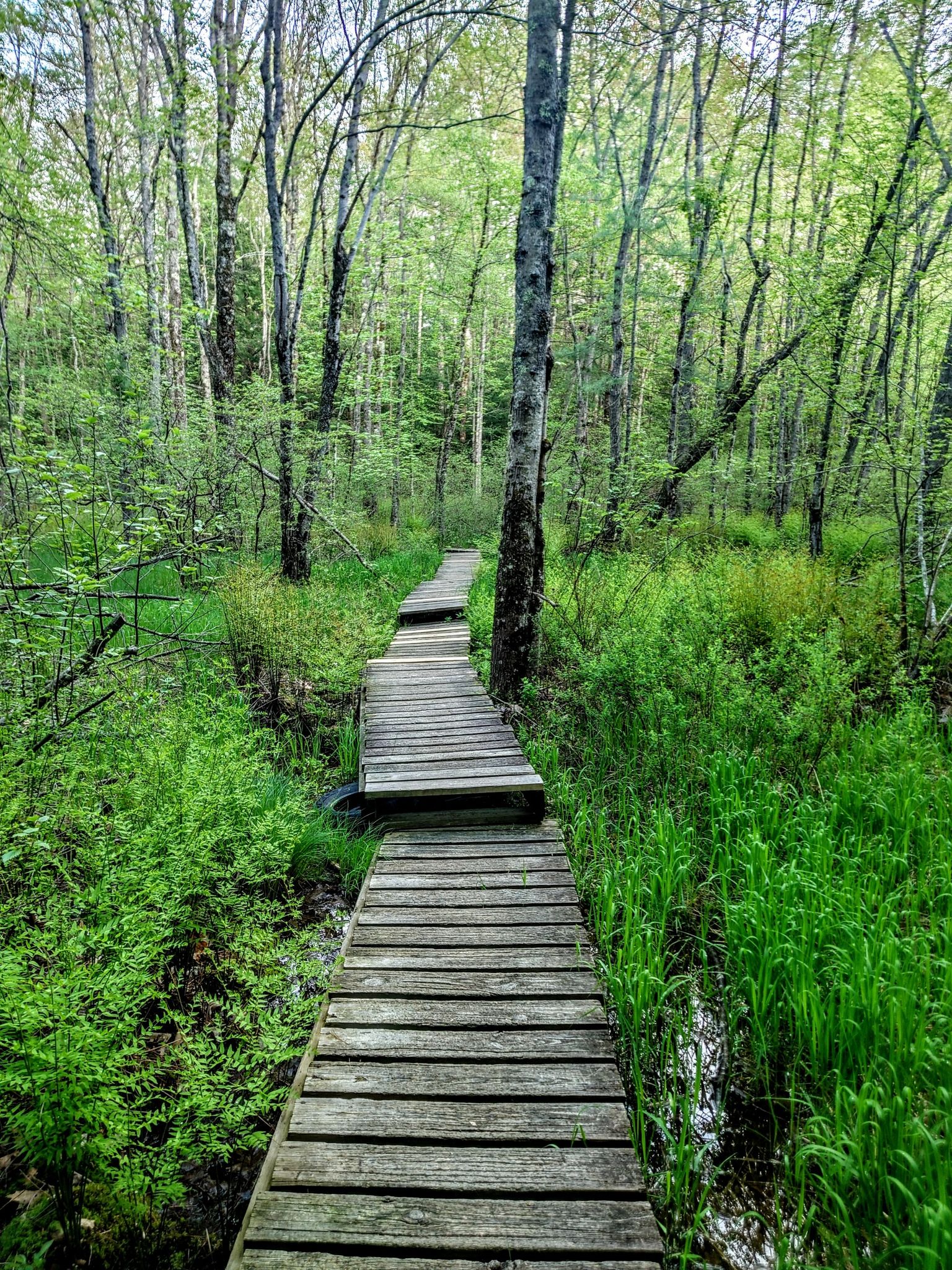 A wooden boardwalk winds through a lush, green, sunlit forest wetland. - Kennard Trail to Martin Trail