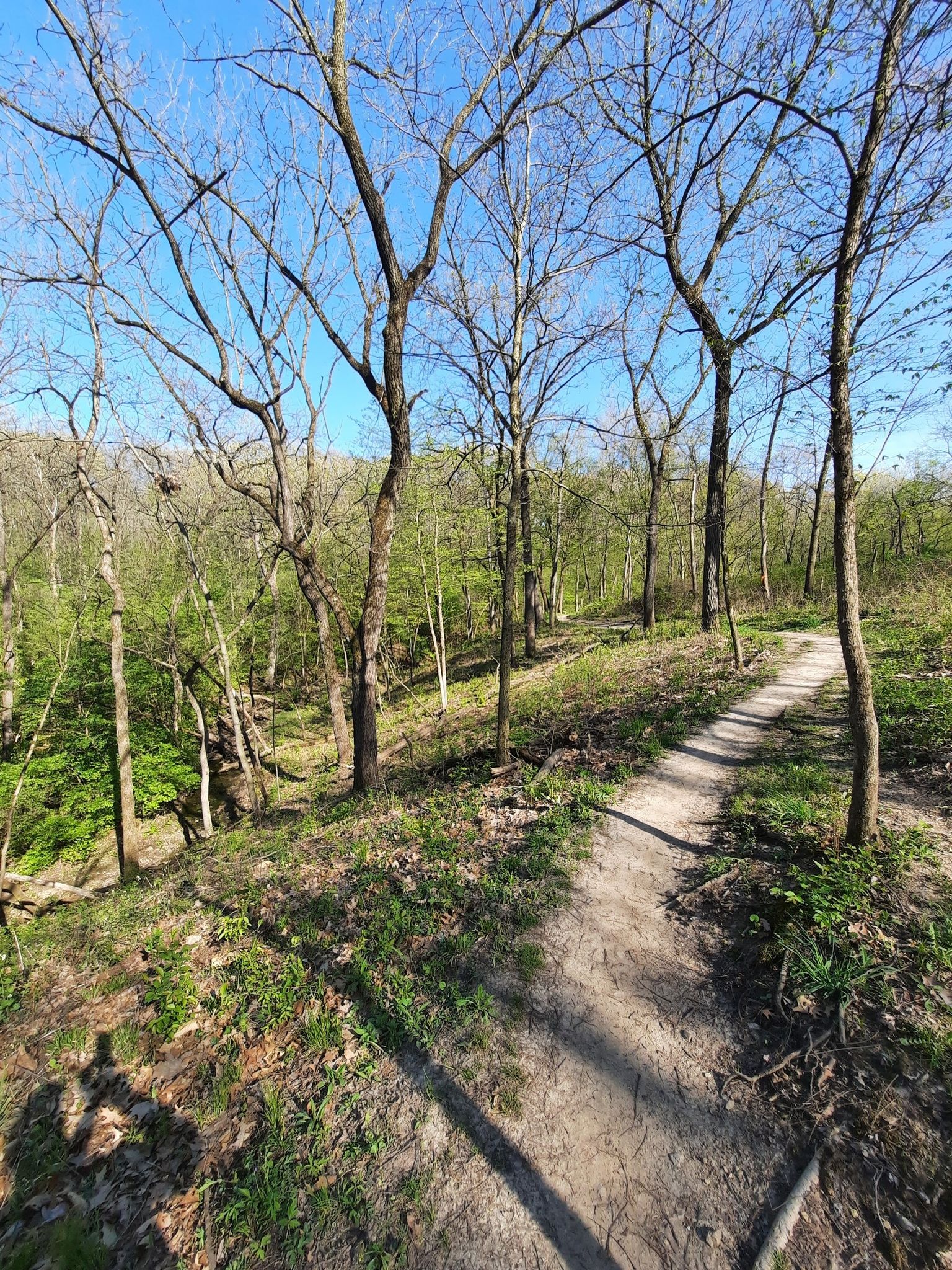 A dirt path winding through a forest of bare trees under a bright sky. - Palos Yellow and Orange Trail Loop