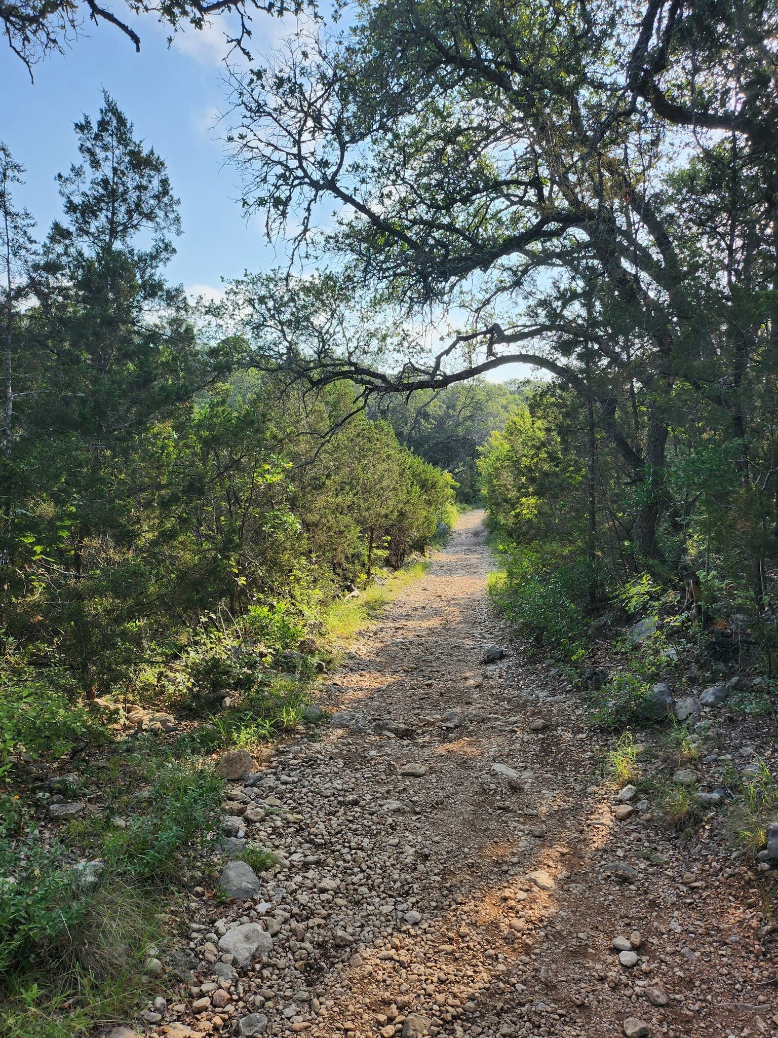 Rocky dirt path under a canopy of trees, dappled sunlight. - Dinosaur Tracks – Zizelmann House loop from Government Canyon Creek