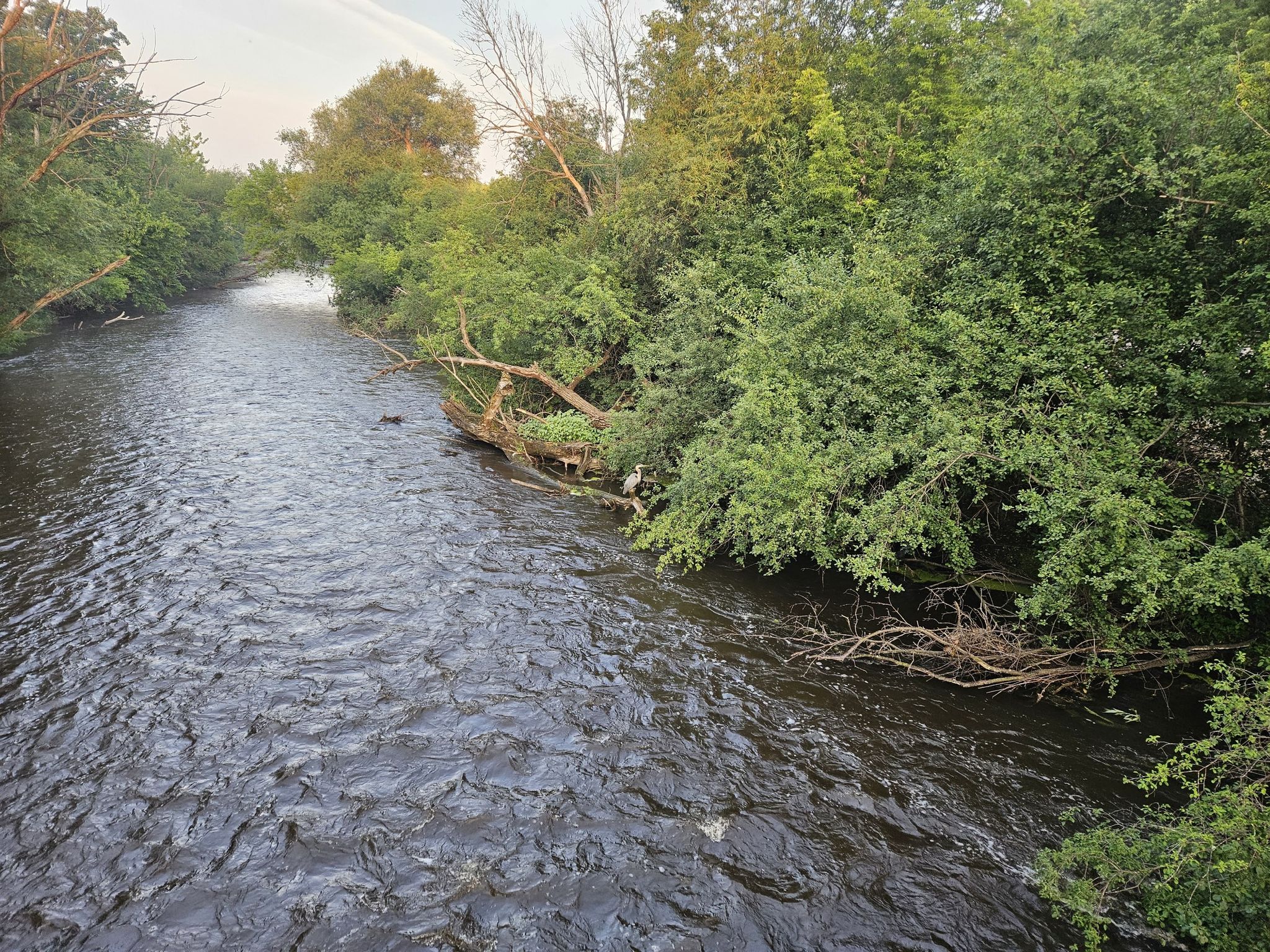 Dark river flowing through dense green forest with fallen branches. - Glacial Drumlin State Trail