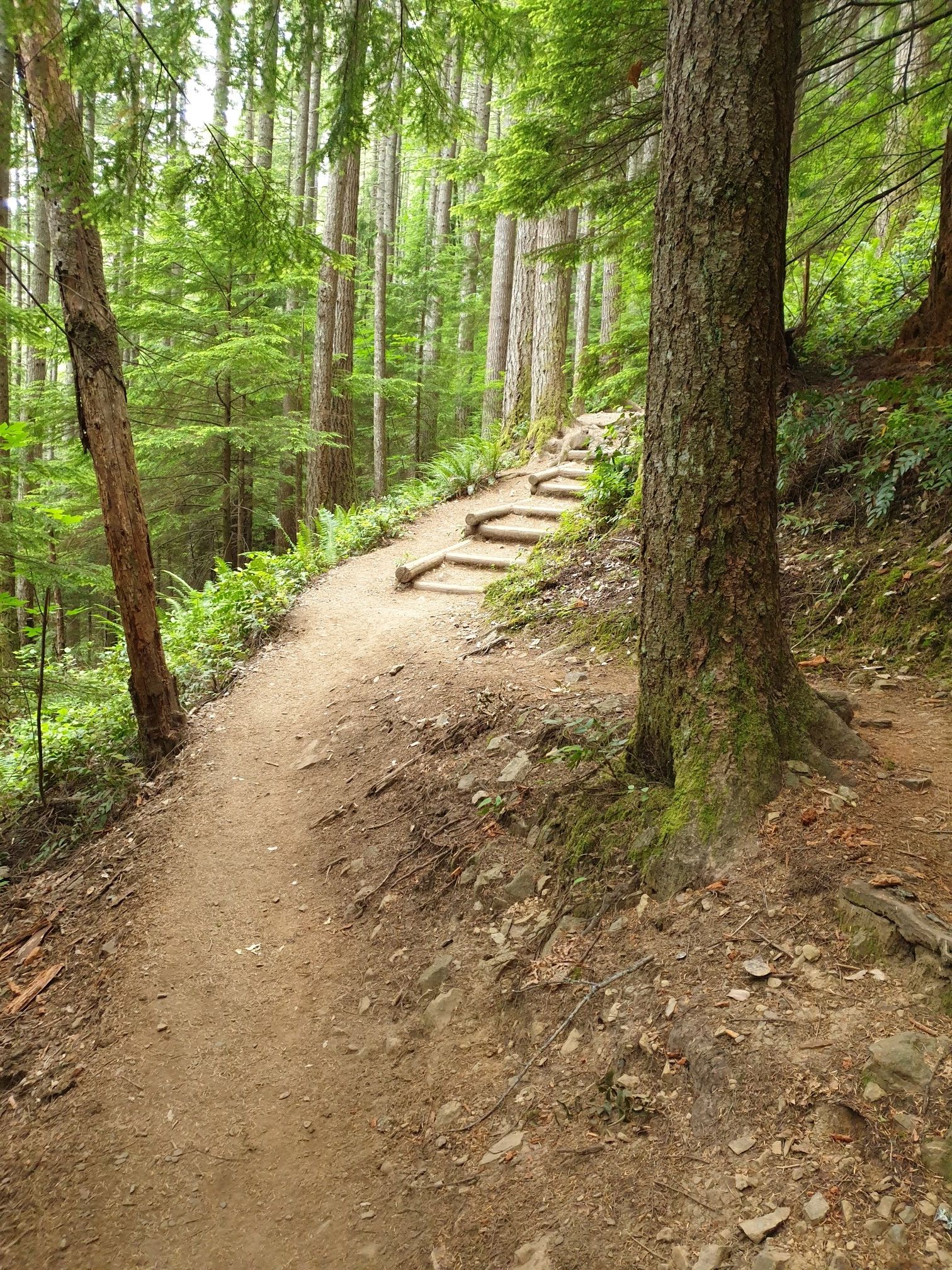 A winding dirt trail with wooden steps through a sun-dappled, dense forest. - Little Si Trail Viewpoint – Mount Si Viewpoint loop from Tanner
