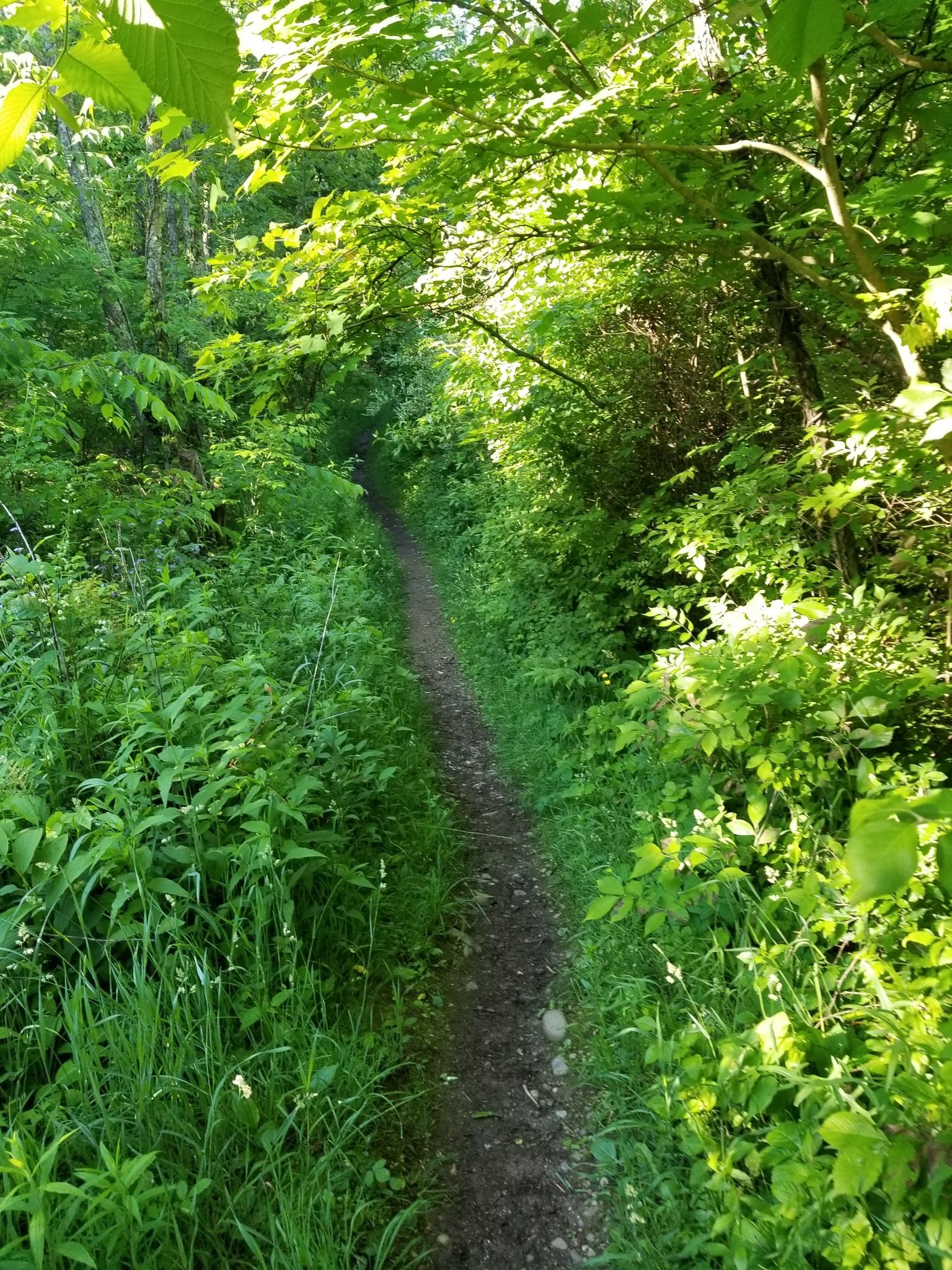 A narrow dirt path winds through a dense, sunlit green forest. - Black Pond Woods Loop