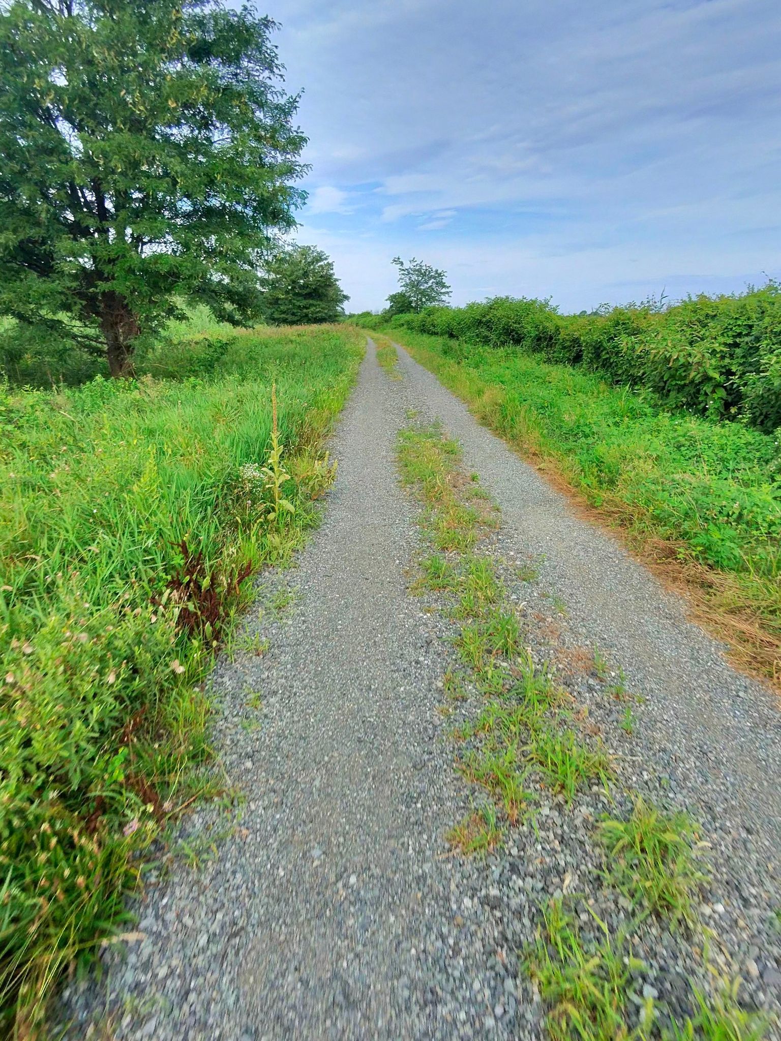 A gravel path through a green field with distant trees under a cloudy sky. - Tinicum Park loop from Ridley Park