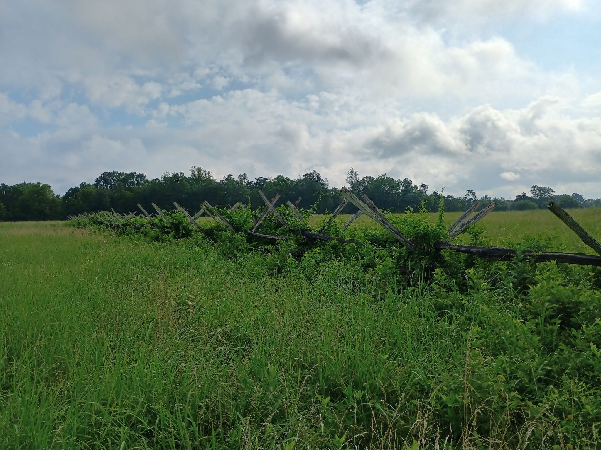 Wooden fence overgrown with vines in a tall green field. - Second Manassas Trail