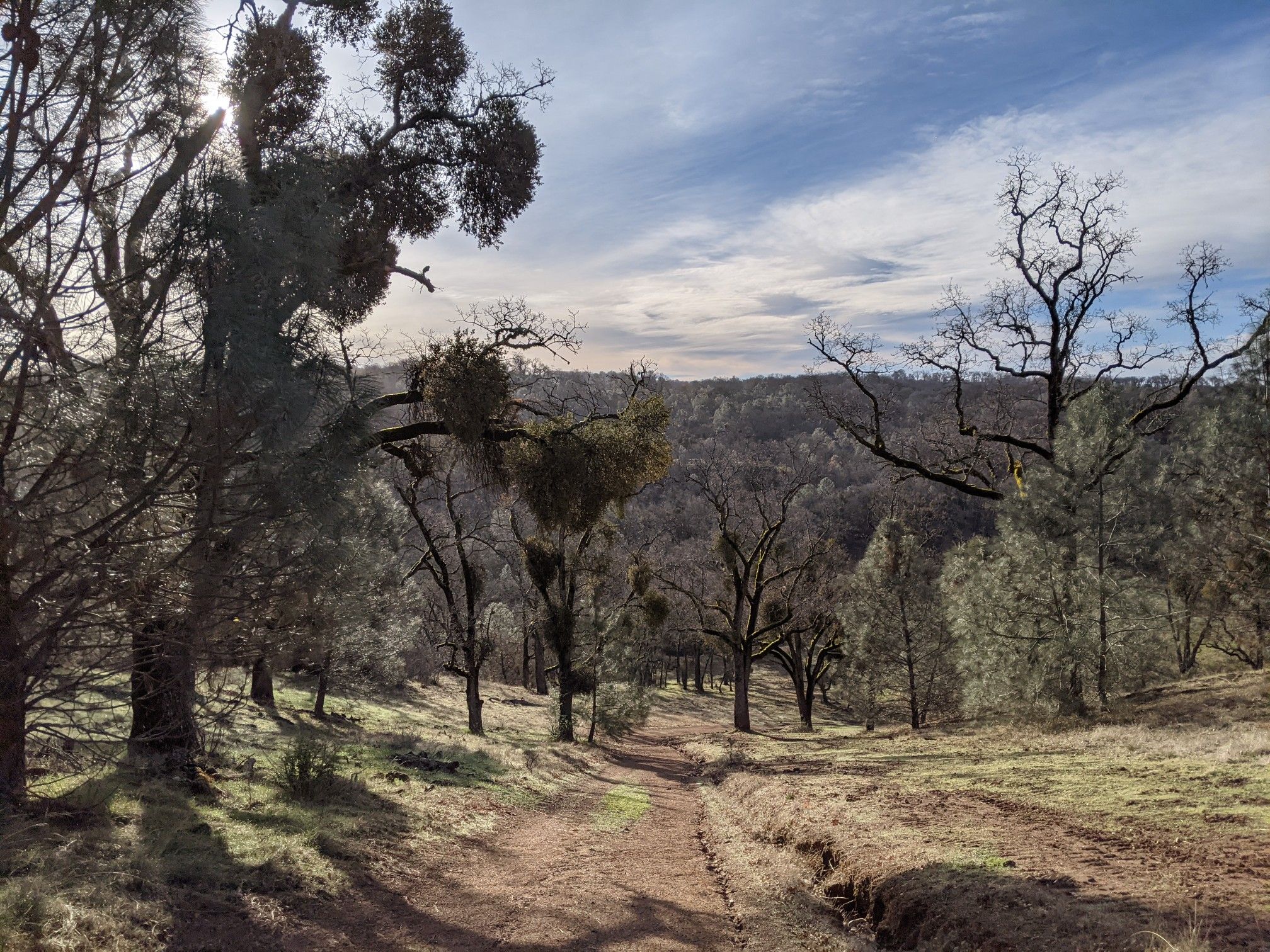 A dirt path winds through a forest of bare trees with bright sunlight. - Hotel Trail to Yerba Buena Trail Loop