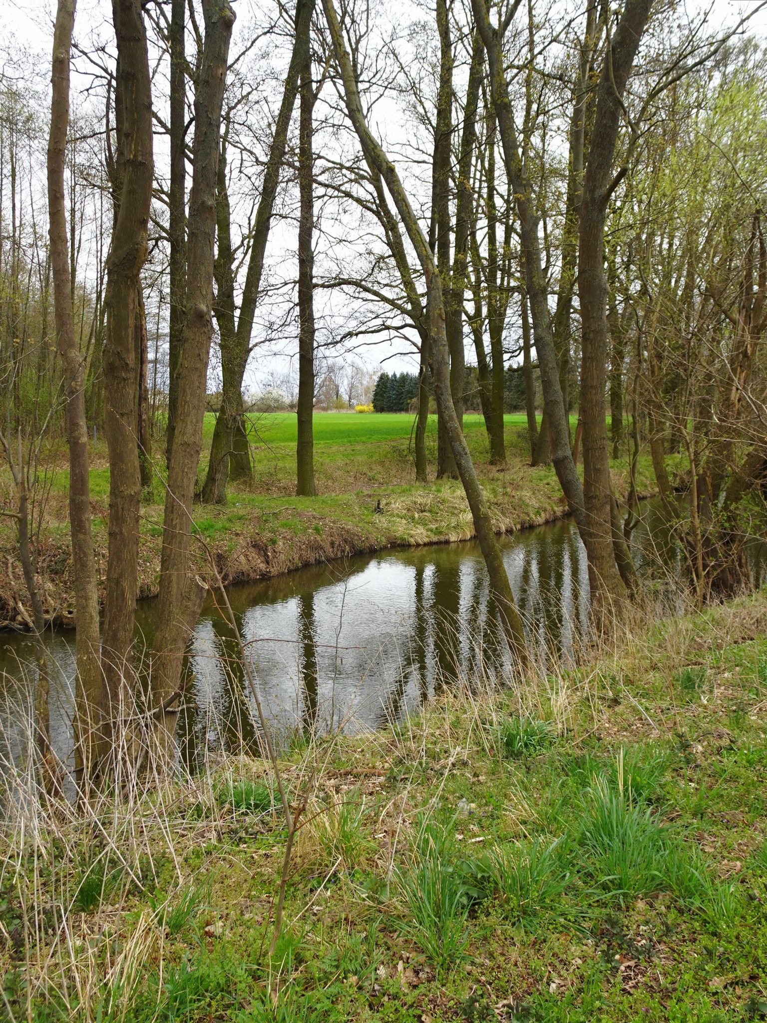 Alte Oder