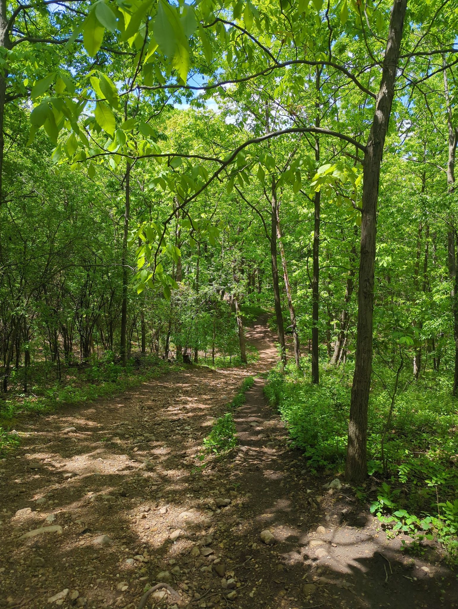 A sun-dappled dirt path winds uphill through a dense green forest. - Moraine Ridge Trail