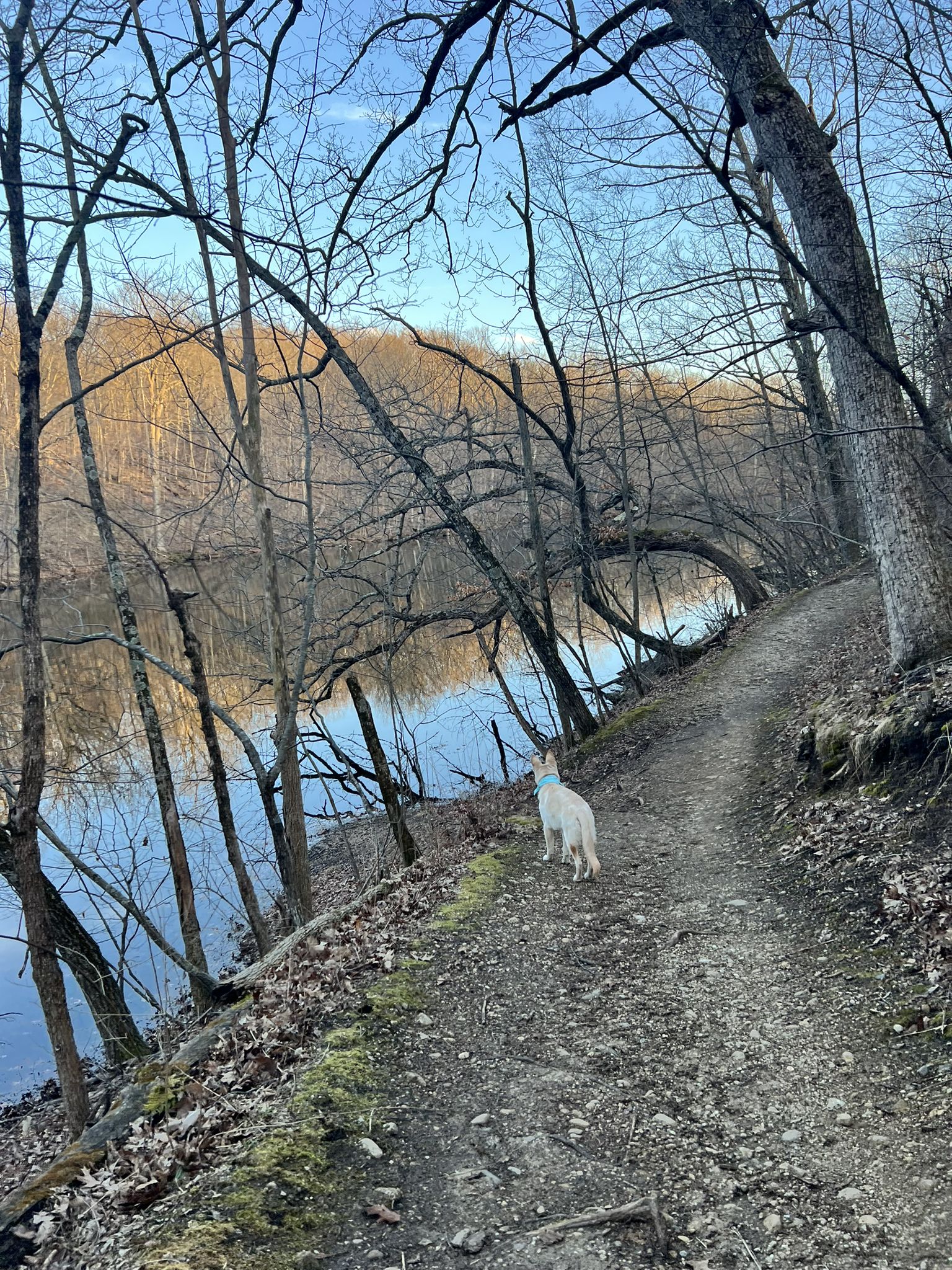 White dog on a dirt trail by water, bare trees, soft light. - Running loop from West Bend