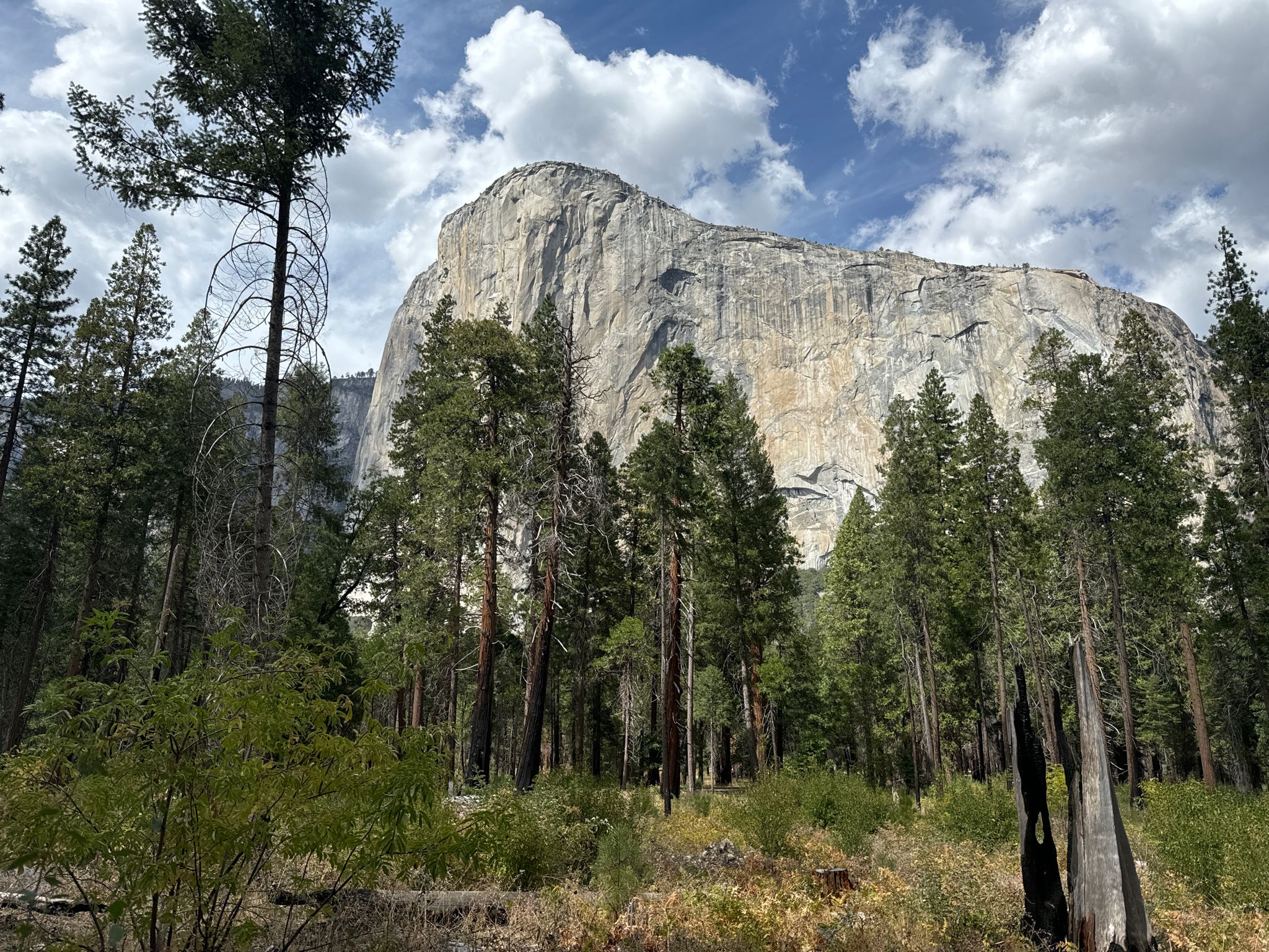 Majestic grey rock cliff rising above a lush green pine forest. - Merced River – Bridalveil Fall View loop from El Capitan