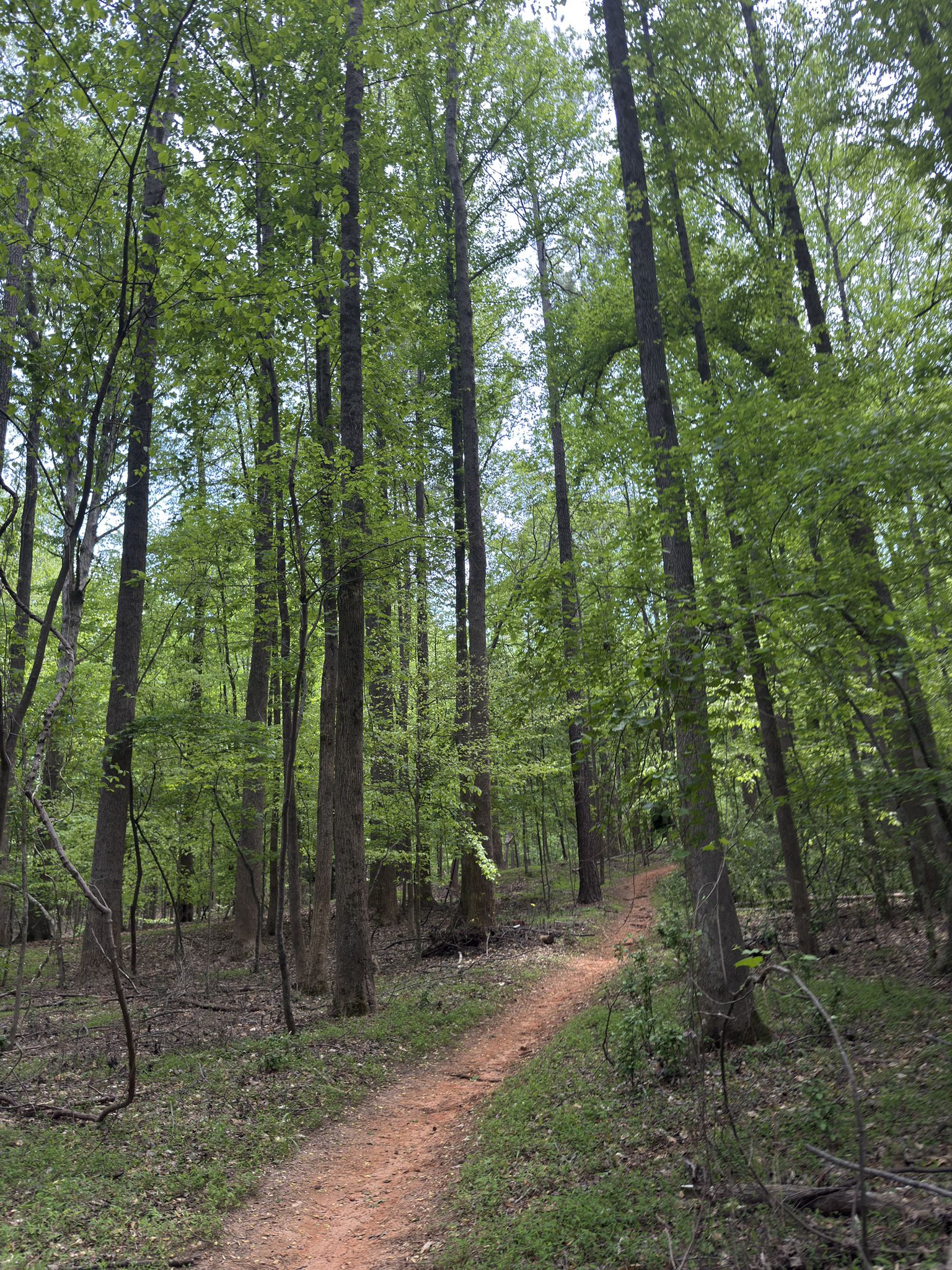 A winding dirt path through a dense, green forest on an overcast day. - Swinging Bridge – Lake Haigler loop from Heritage USA