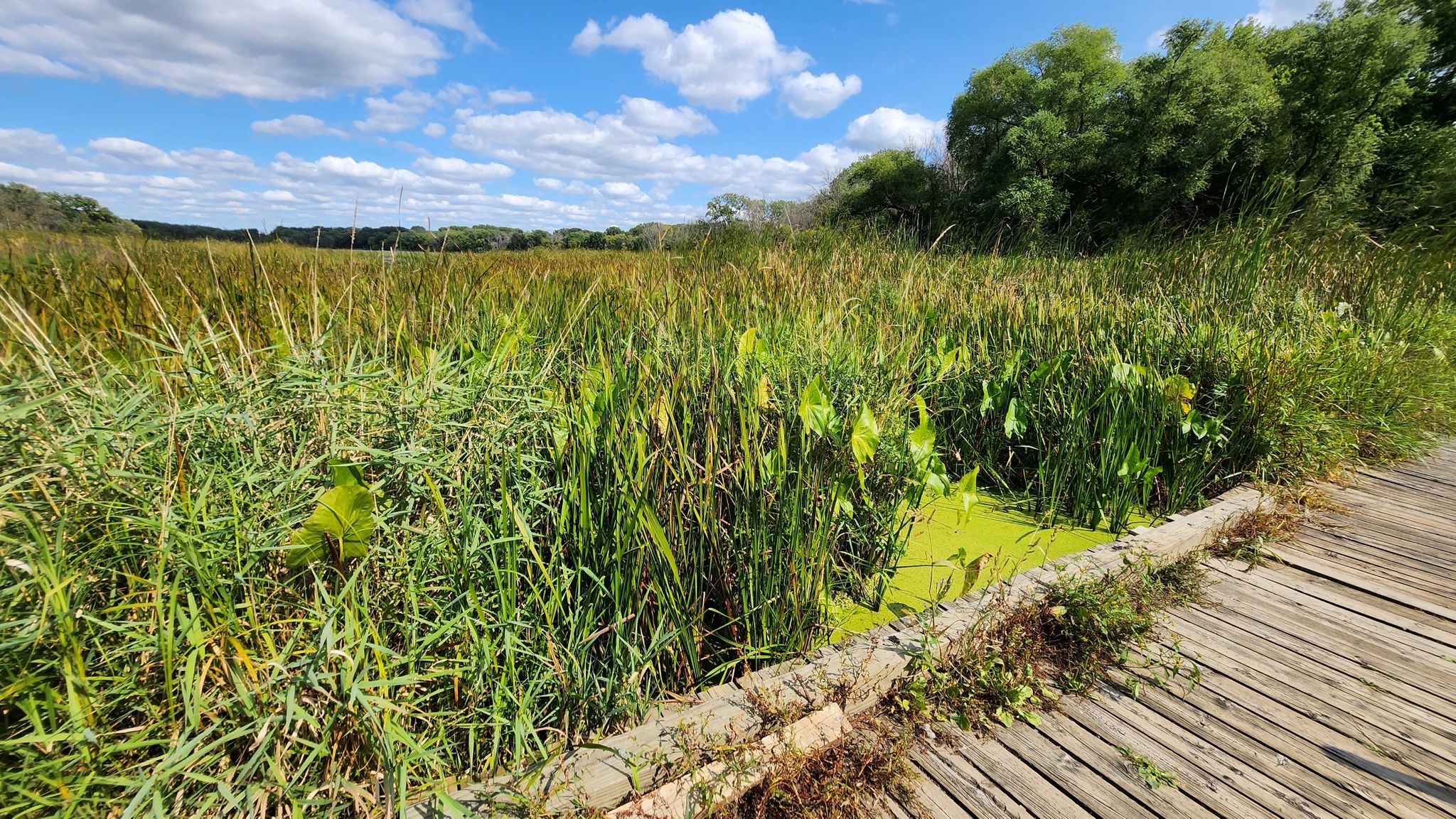 Wooden boardwalk next to a marsh with tall green reeds and lily pads. - Crosby Farm Upper Lake Loop