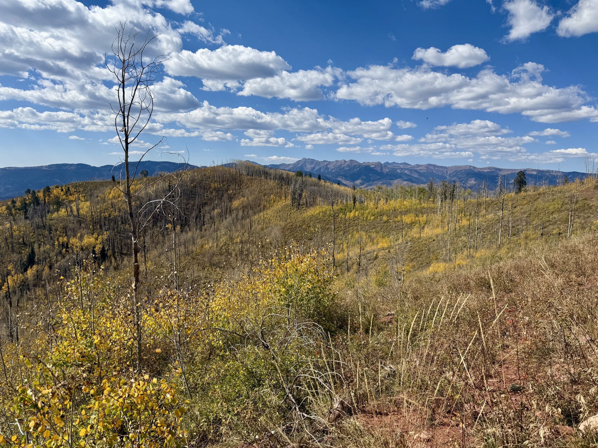 Mountain landscape with golden autumn trees and distant peaks under a blue sky. - Jones, Pinkerton, Dutch, Hermosa Creek Loop