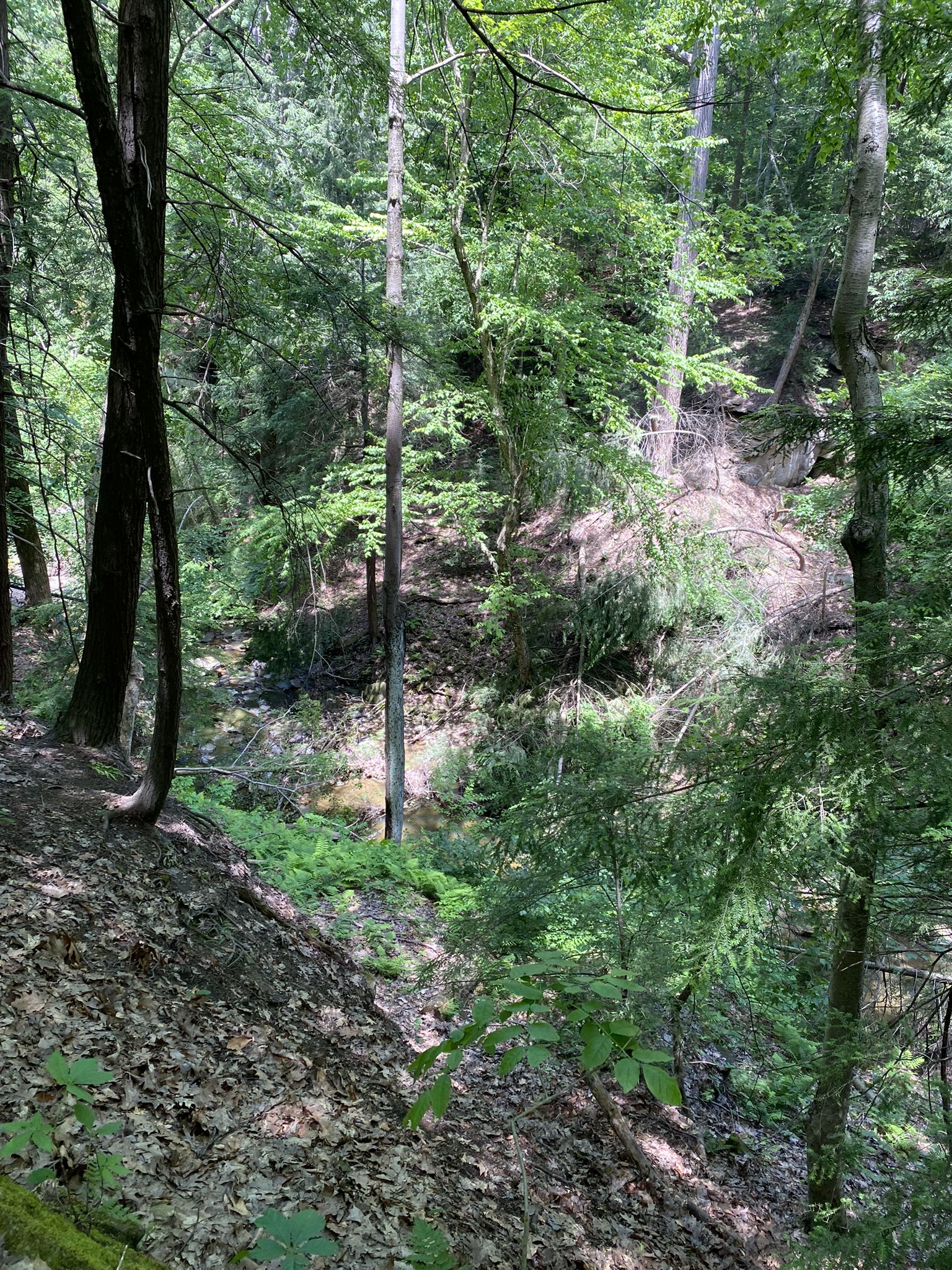 A deep, wooded ravine with a stream flowing through dense forest. - Bedford Reservation Circumnavigation