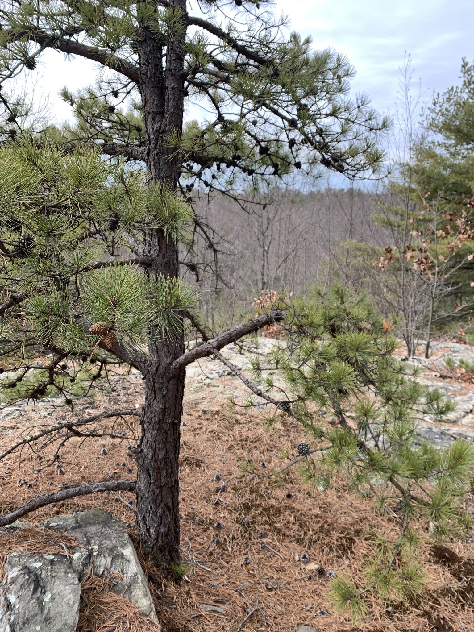 A pine tree with cones on rocky ground, overlooking a distant forest. - Boojum Rock and Hemlock Pool Loop
